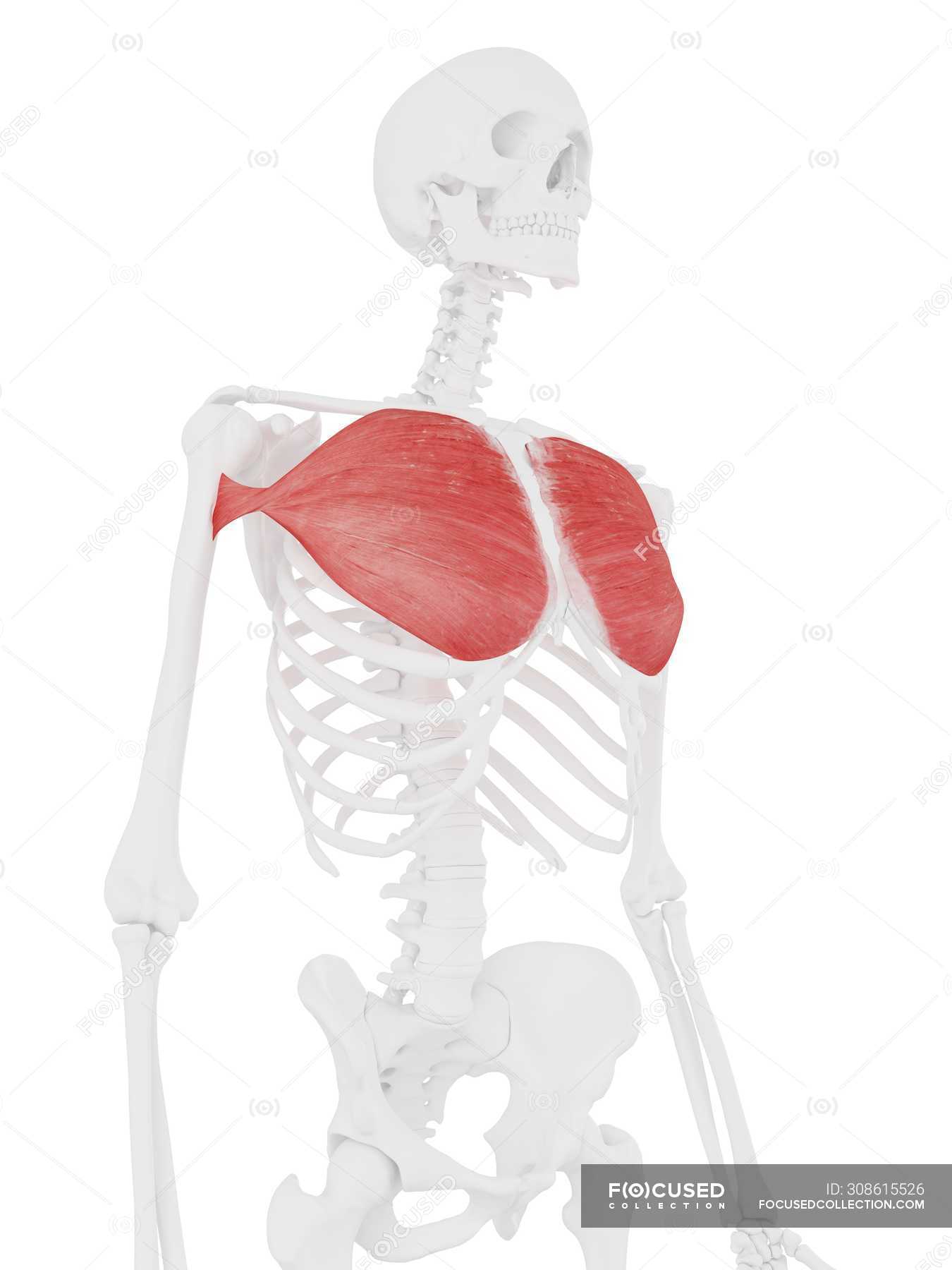 Human skeleton with red colored Pectoralis major muscle, digital ...