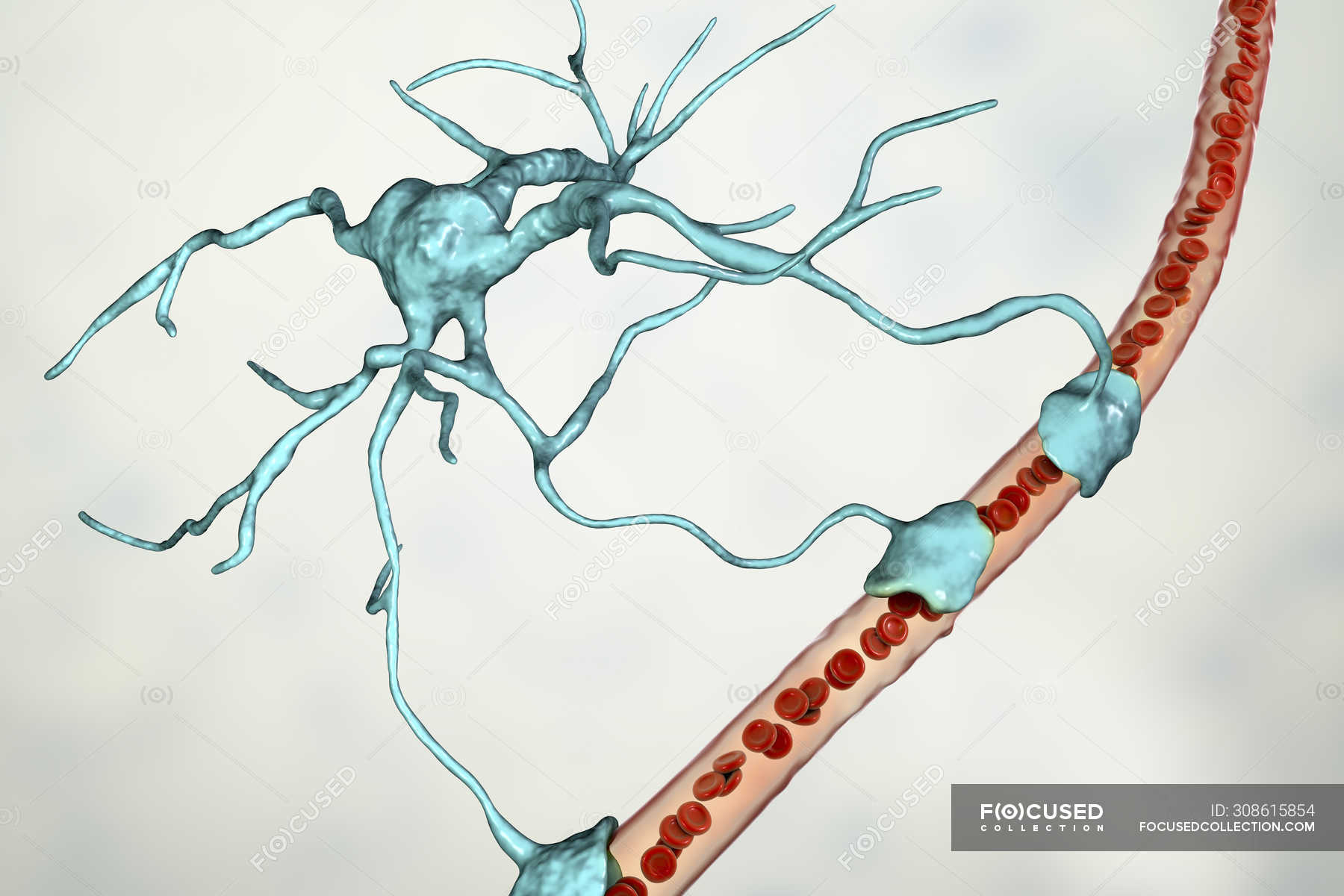 Astrocyte Brain Glial Cell Connecting Neuronal Cells To Blood Vessel ...