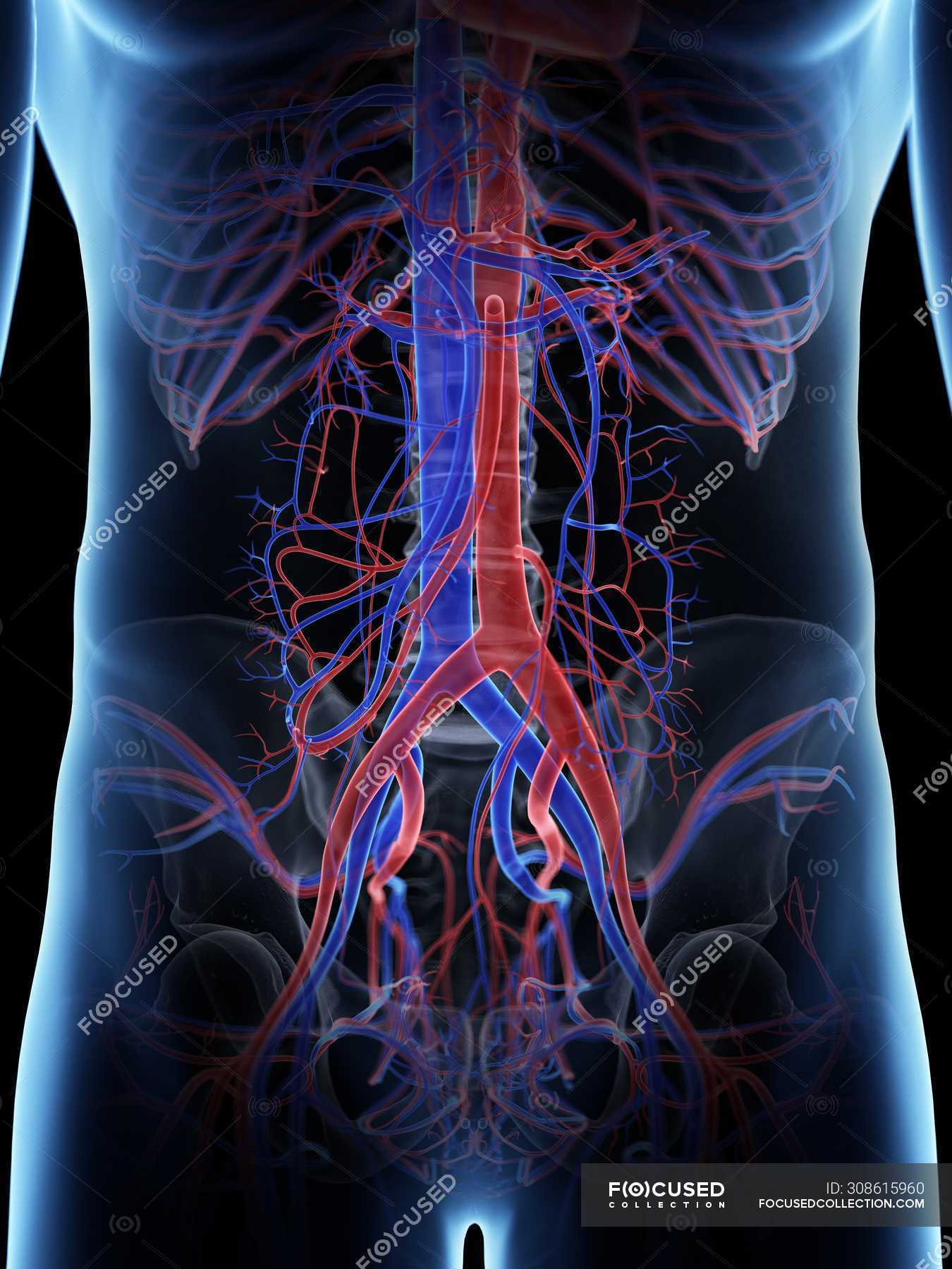 Abdominal vascular system in male body, computer illustration ...