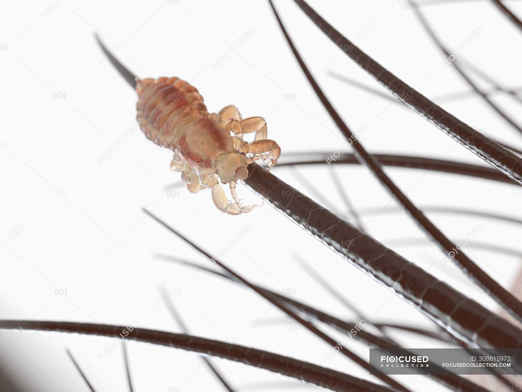 Вошь на аркане, блоха на цепи. Пословица вошь на аркане. Пословица вошь на аркане. В кармане и вошь на аркане. М.