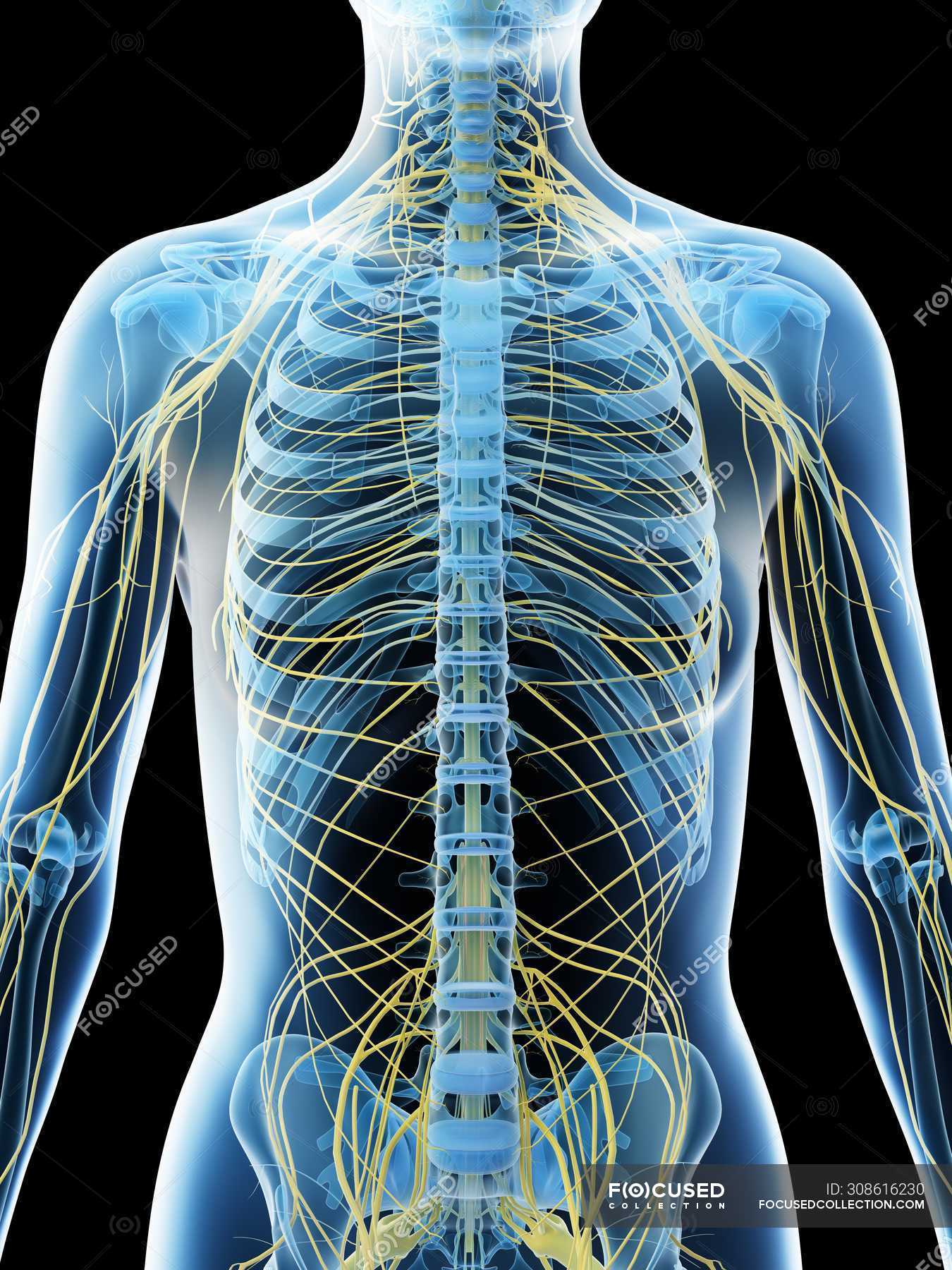 Nervous System Of Female Upper Body Computer Illustration Cerebral Health Stock Photo 308616230