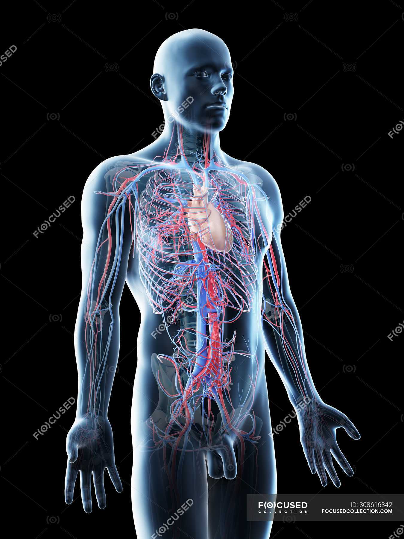 Male anatomy showing vascular system, computer illustration ...