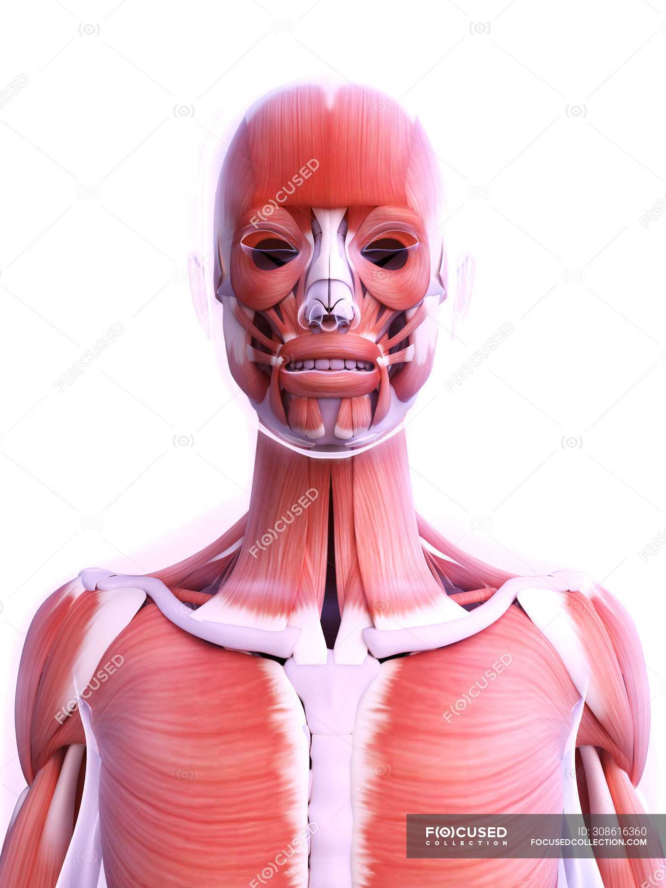 Realistic structure of female musculature, digital illustration