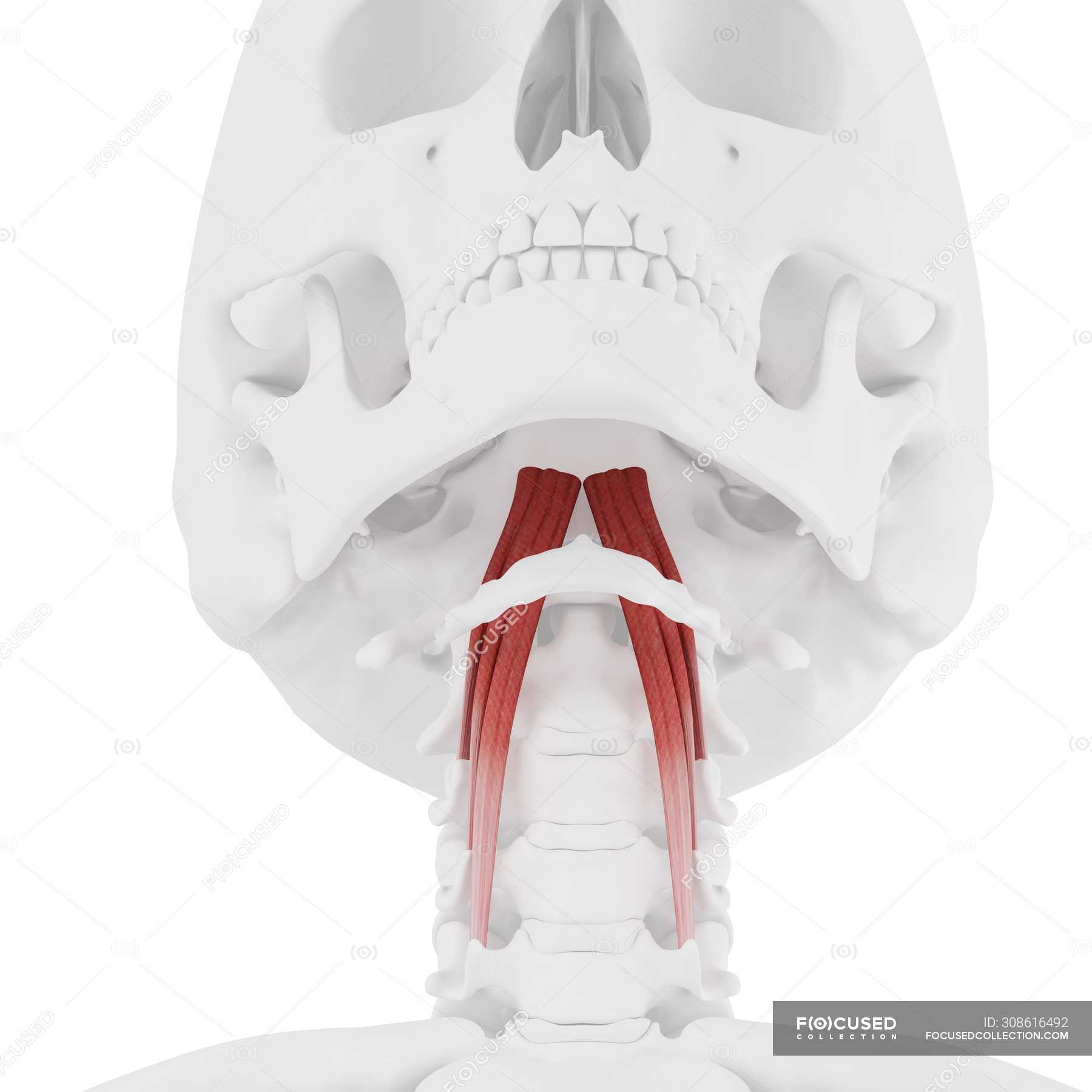 Human Skeleton With Red Colored Longus Capitis Muscle Digital Illustration Muscular System