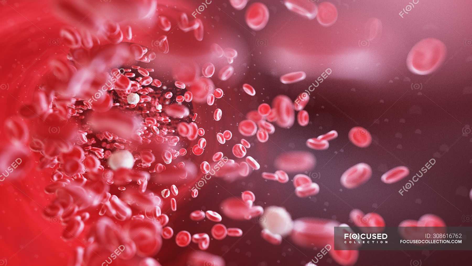 erythrocytes-and-leukocytes-blood-cells-in-human-blood-vessel-digital