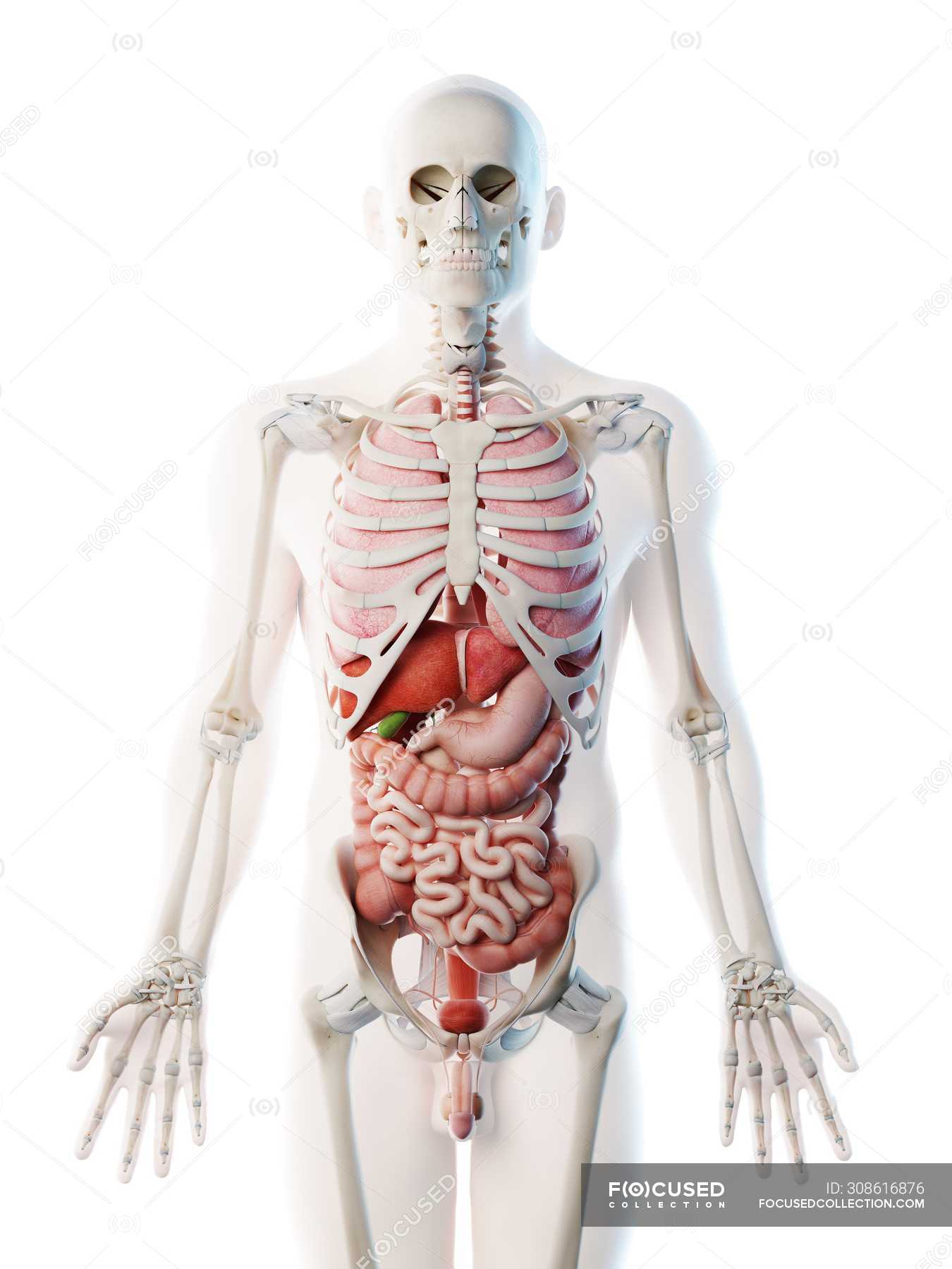 Image Showing Internal Organs In The Back : Organs of the Human Body