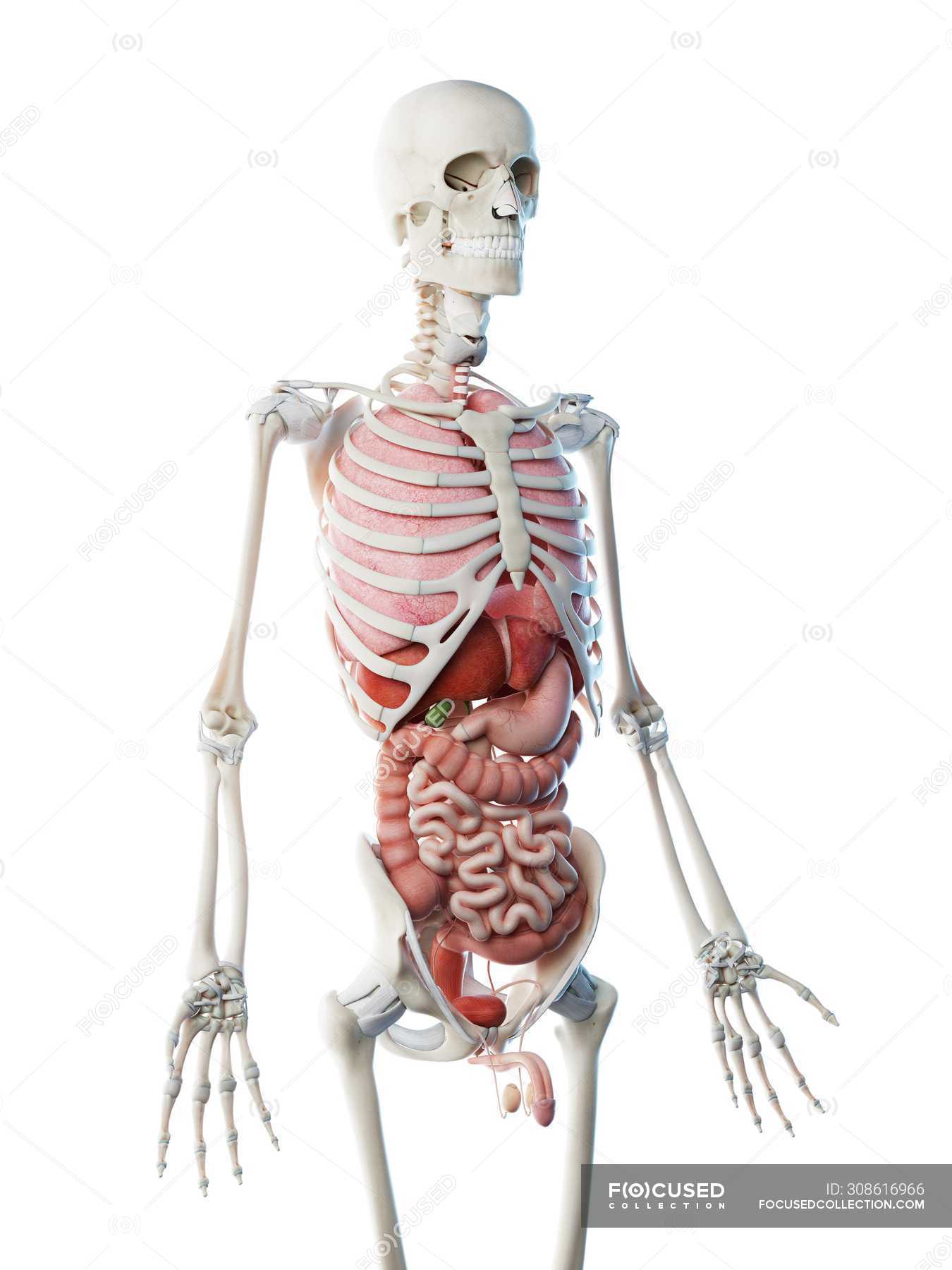Анатомия Человека Фото Картинки