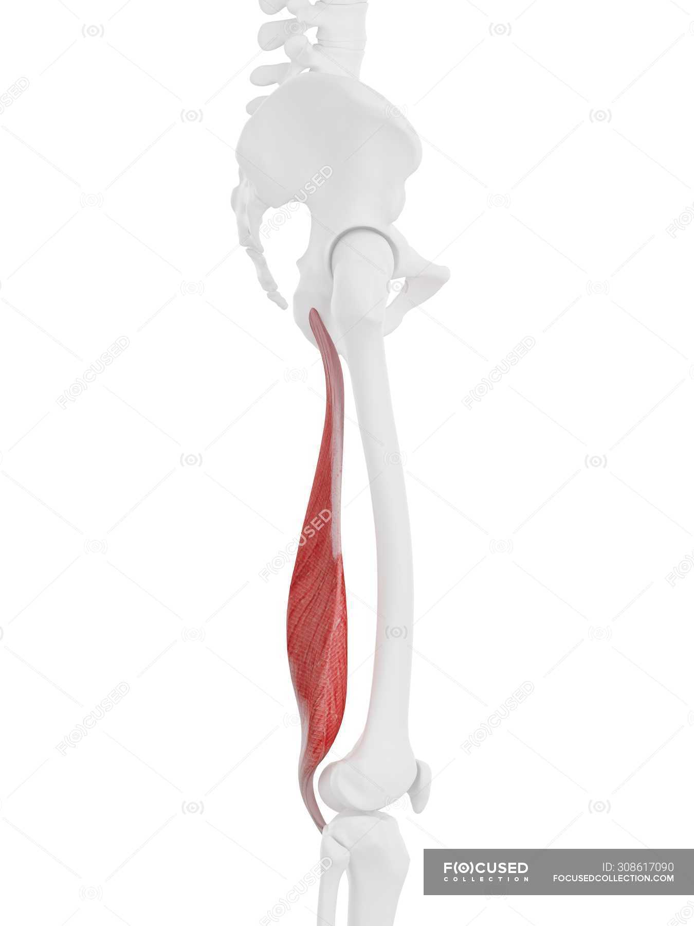 Semimembranosus Muscle