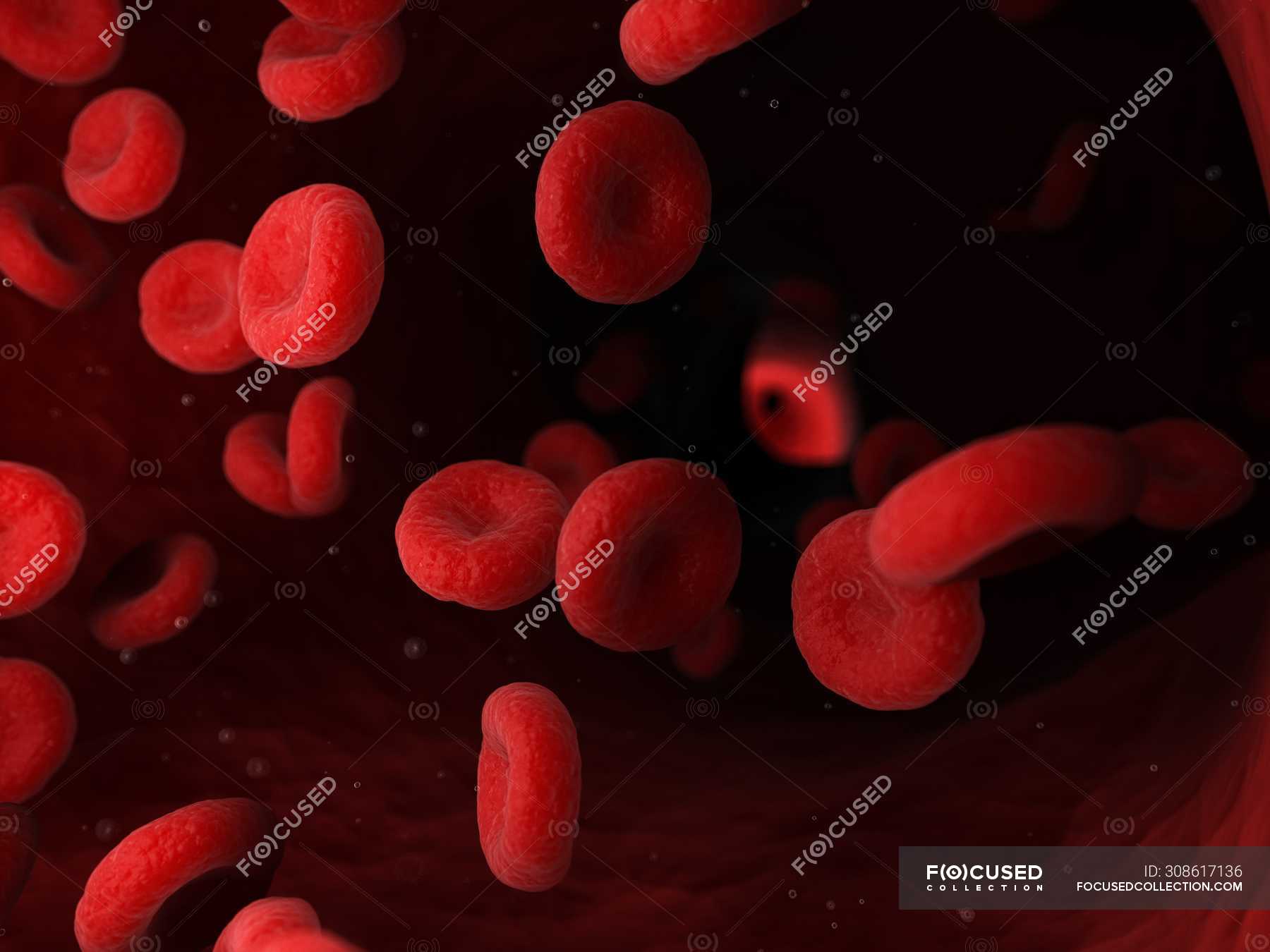 Erythrocytes Red Blood Cells In Human Blood Vessel, Digital ...