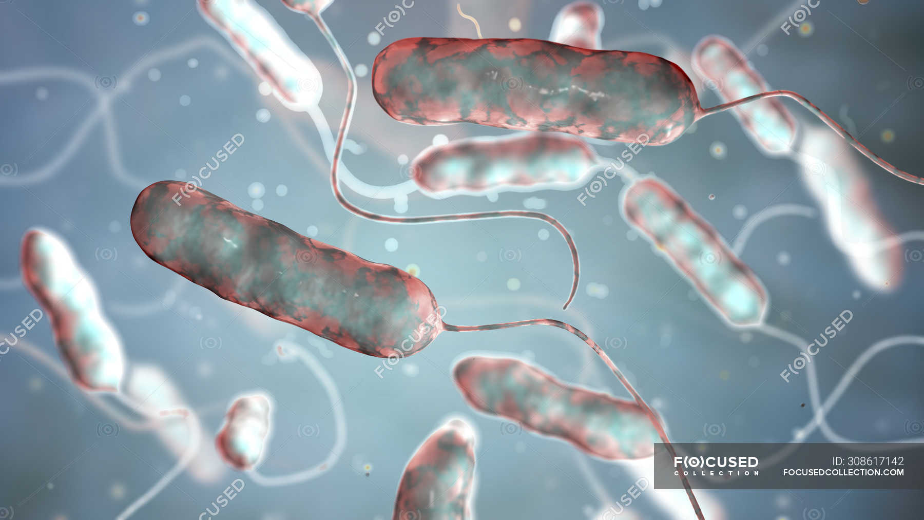 Digital illustration of Legionella pneumophila bacteria, cause of Legionnaires disease. — legion