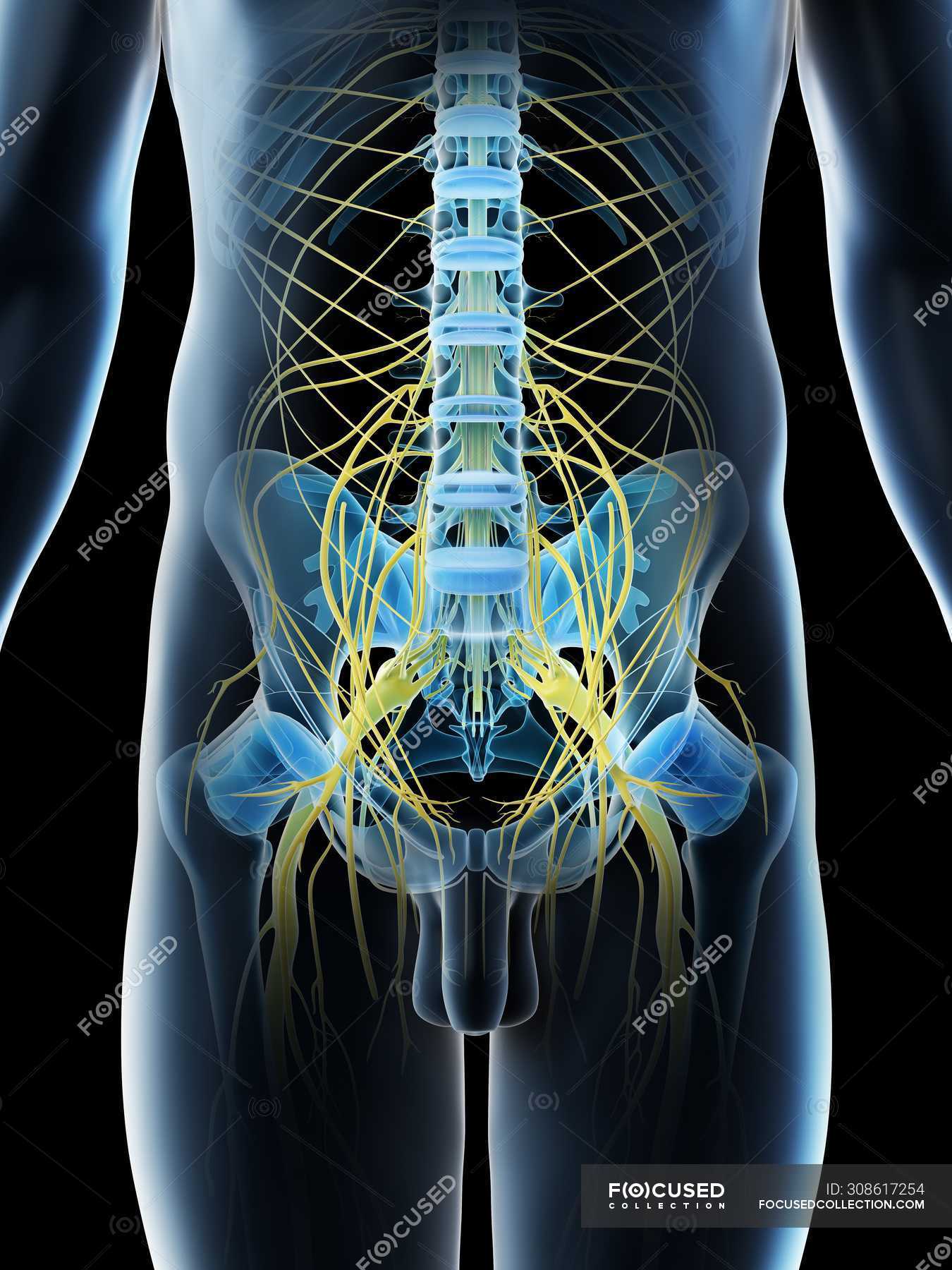 Pelvic nerves in abstract male silhouette, computer illustration ...