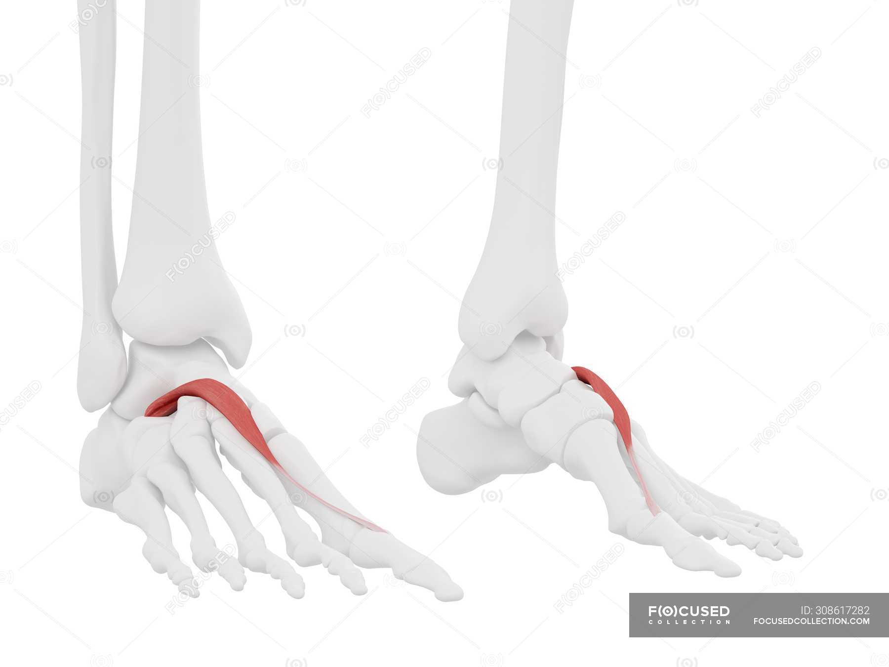 Human skeleton part with detailed red Extensor hallucis brevis muscle ...