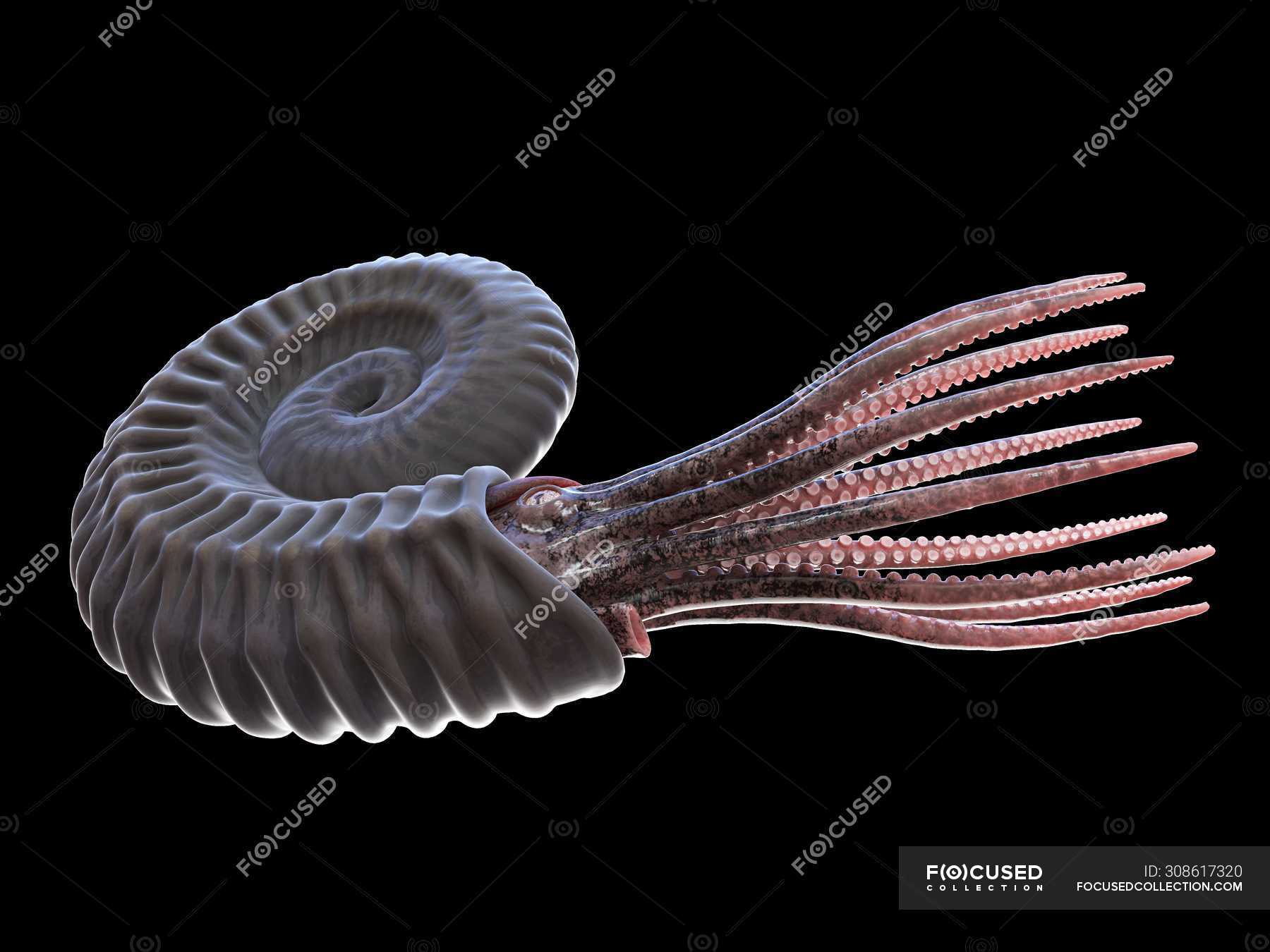 Ancient ammonite animal on black background, computer illustration ...