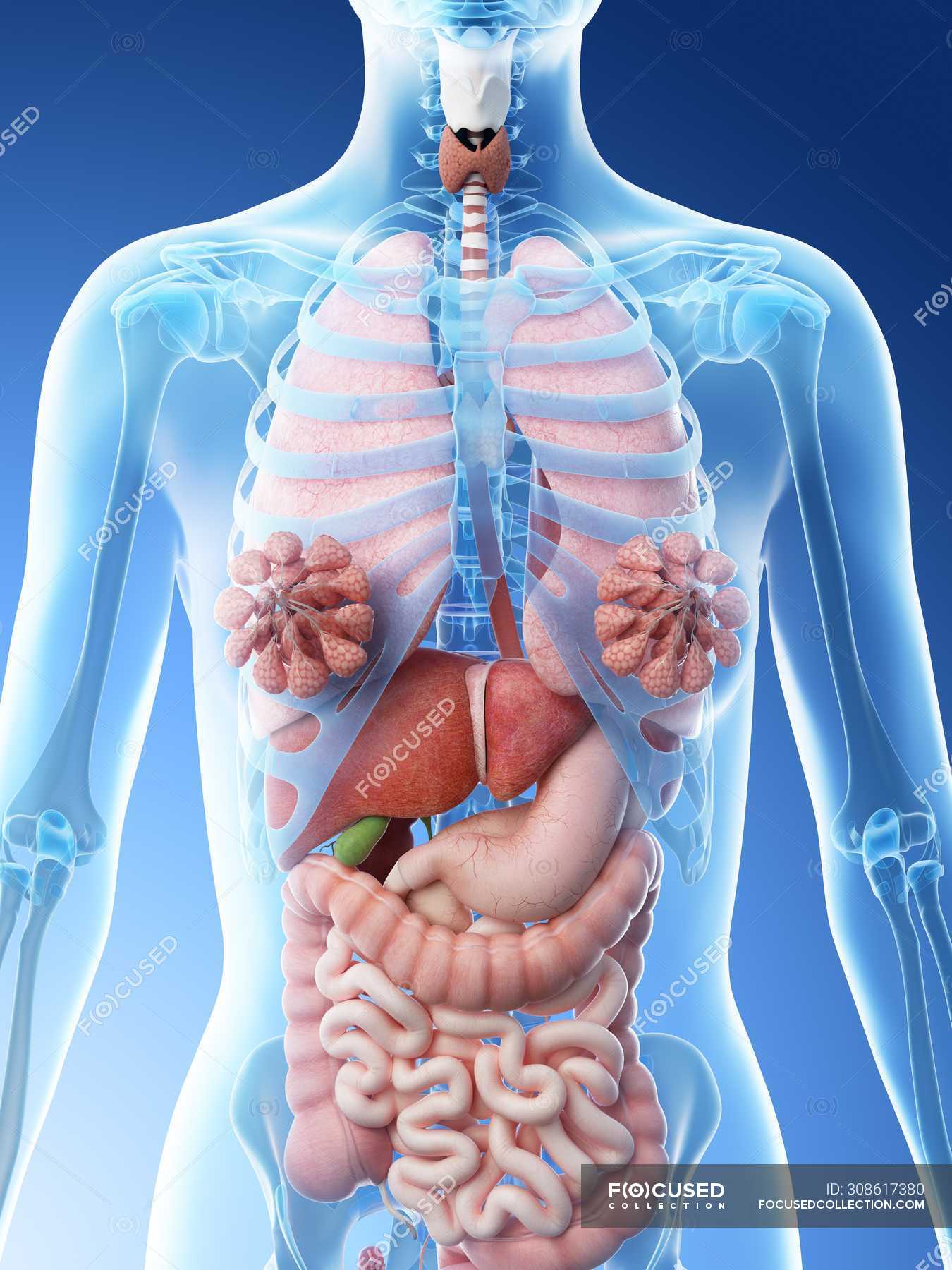 Diagram Internal Female Anatomy : Internal Organs of the Human Body