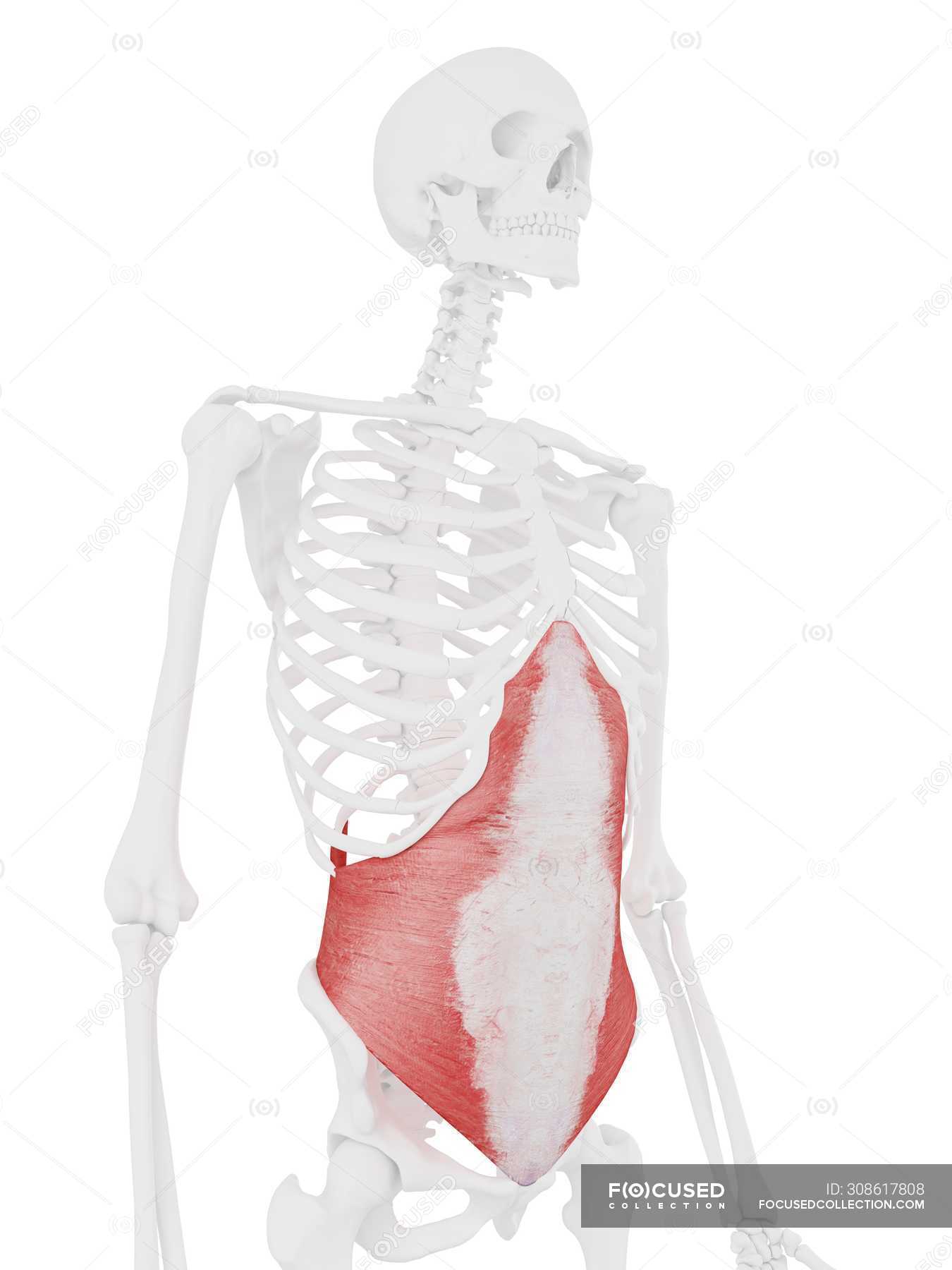 Human skeleton model with detailed Transversus abdominis muscle ...