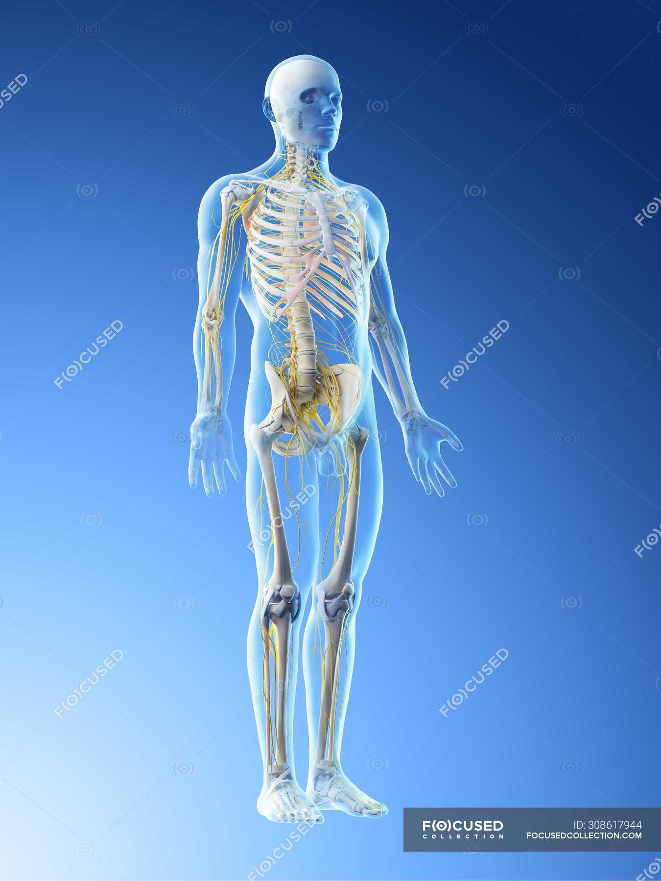 Male nervous system in body silhouette, computer illustration ...