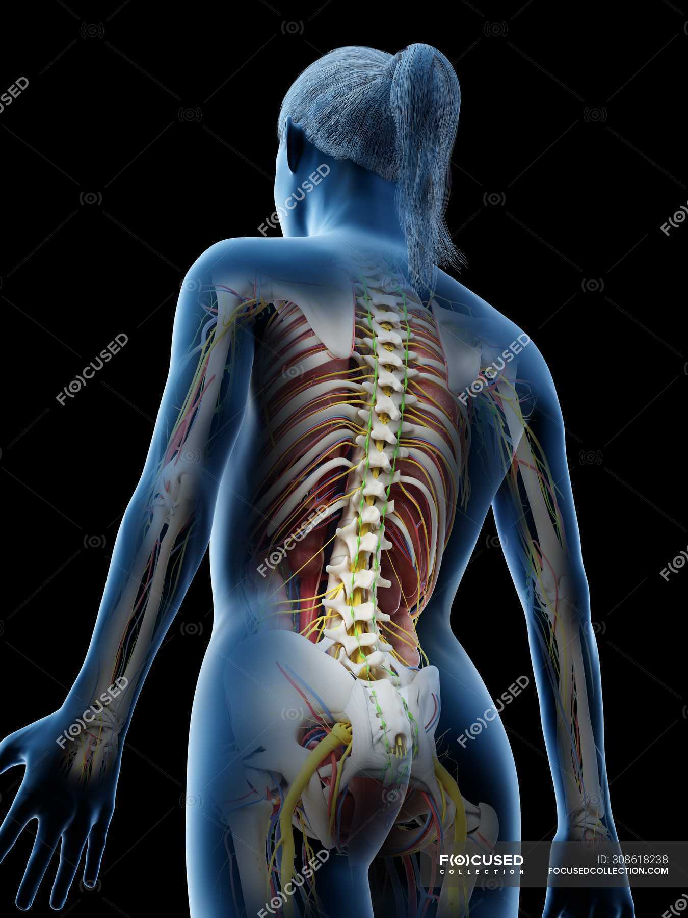 Modelo del cuerpo humano que muestra la anatomía femenina y el sistema  nervioso, ilustración digital del render 3d . — Riñones, biología - Stock  Photo | #308618238