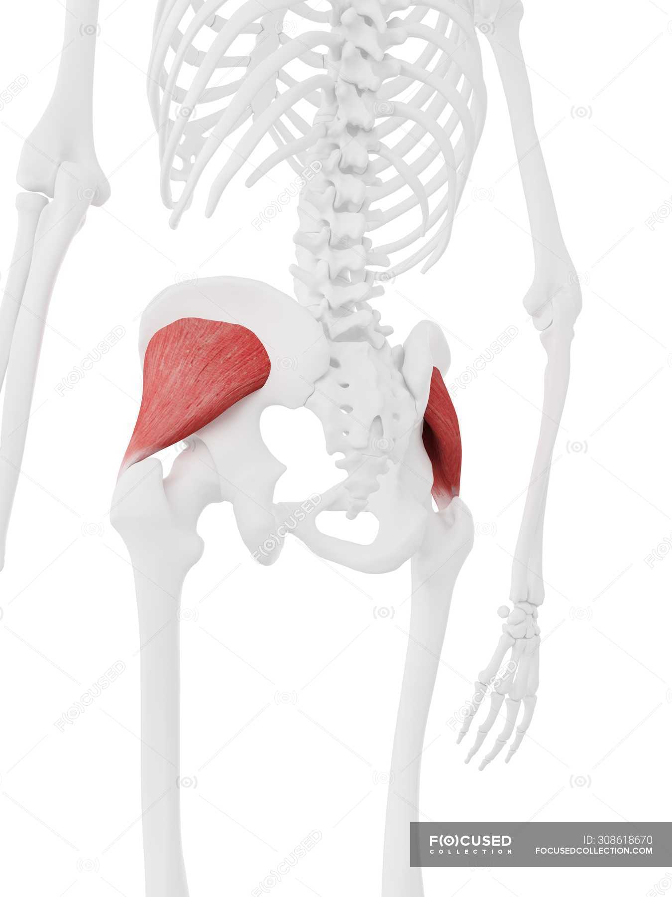 Human skeleton with detailed red Gluteus minimus muscle, digital ...