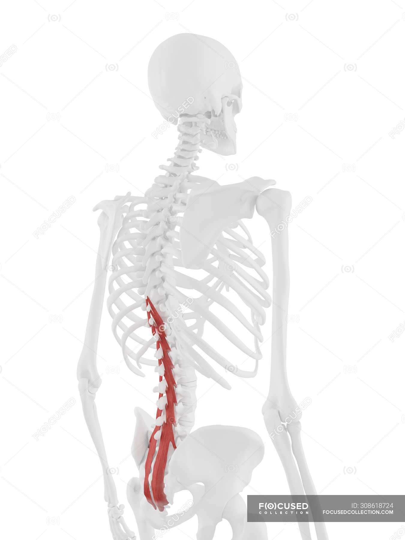 Human Skeleton With Red Colored Multifidus Muscle Digital Illustration — White Background 3d 9555