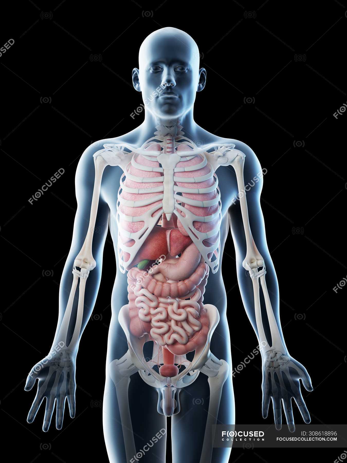 Transparent body model showing male anatomy and internal organs