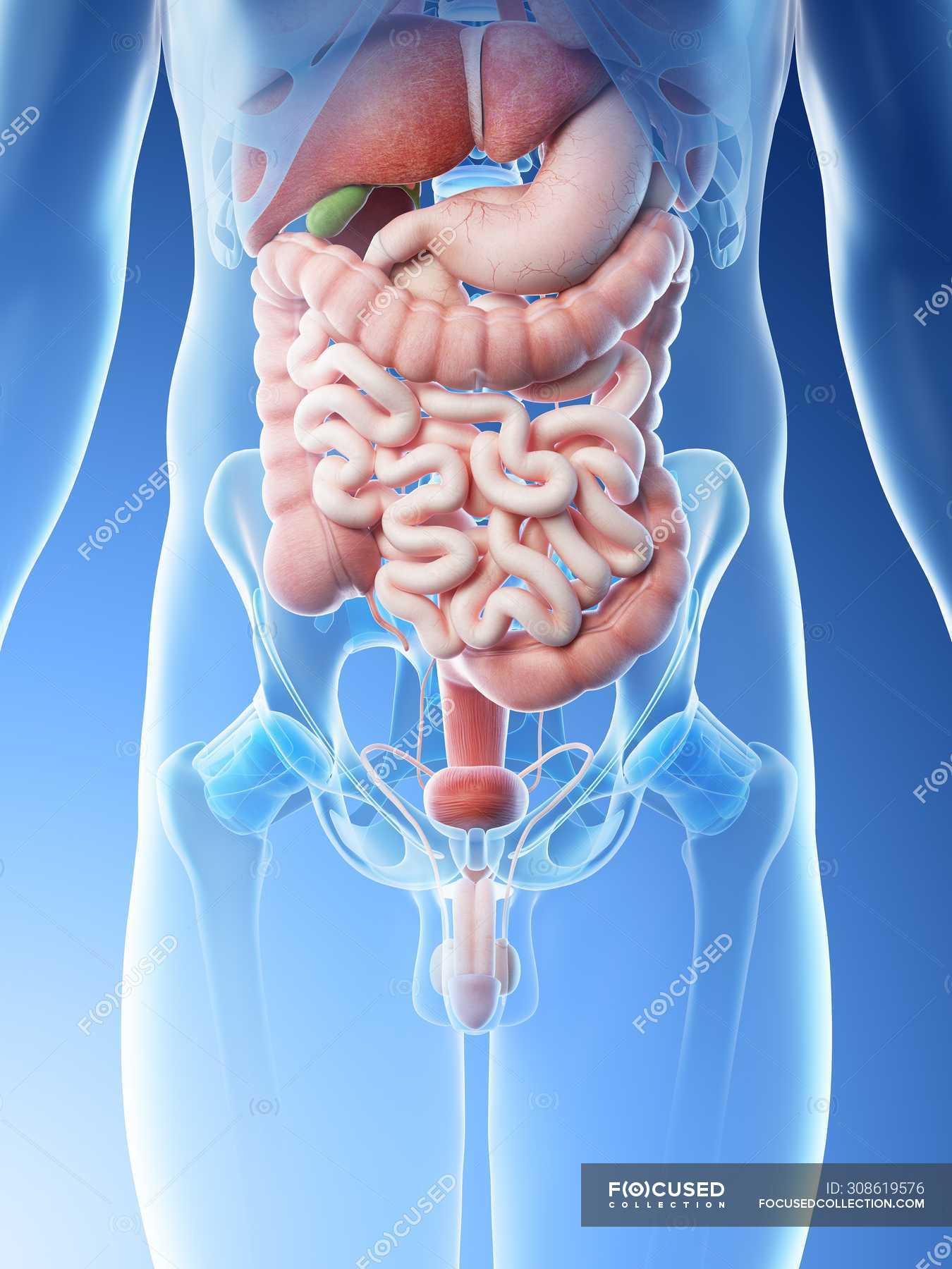 Male abdominal organs, midsection, digital illustration. — lumbar