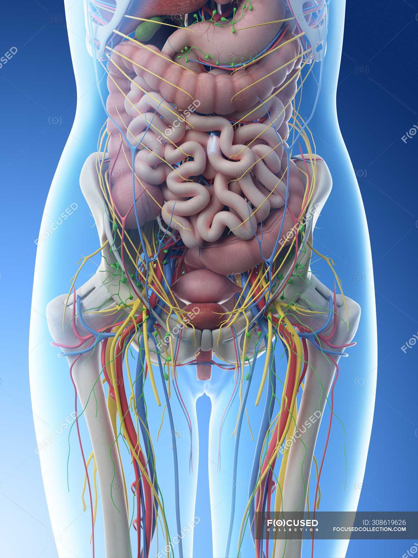 Female Abdominal Anatomy And Internal Organs Computer Illustration Blue Background Human Anatomy Stock Photo 308619626