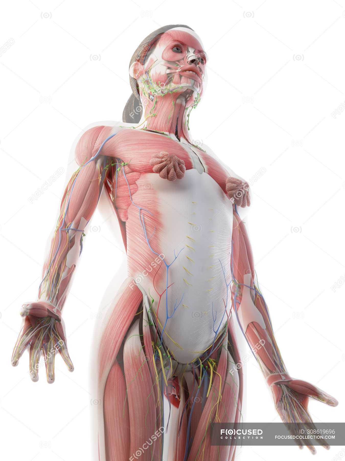 https://st.focusedcollection.com/13422768/i/1800/focused_308619696-stock-photo-female-upper-body-anatomy-muscular.jpg