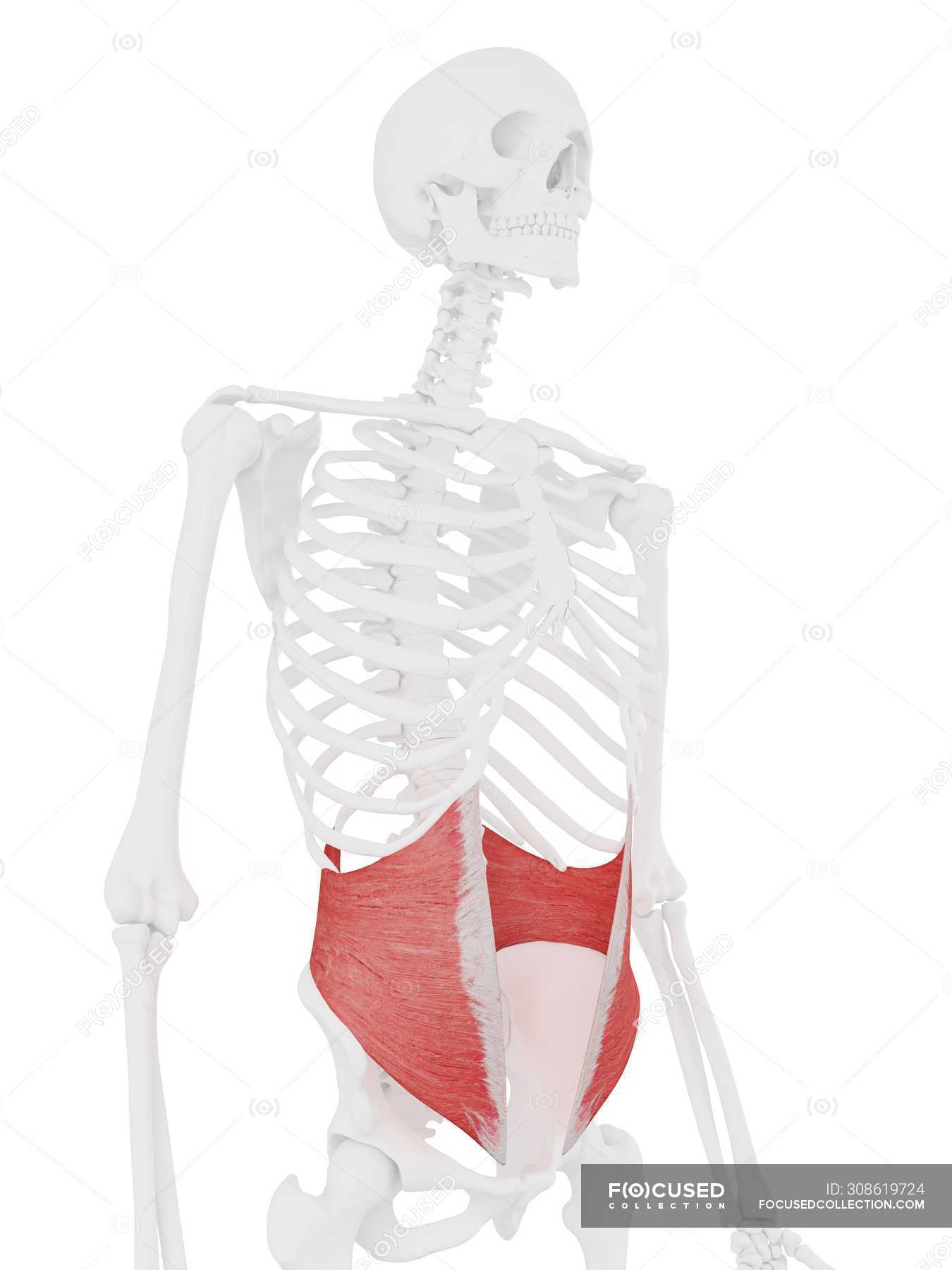 Human skeleton with detailed red Internal oblique muscle, digital ...