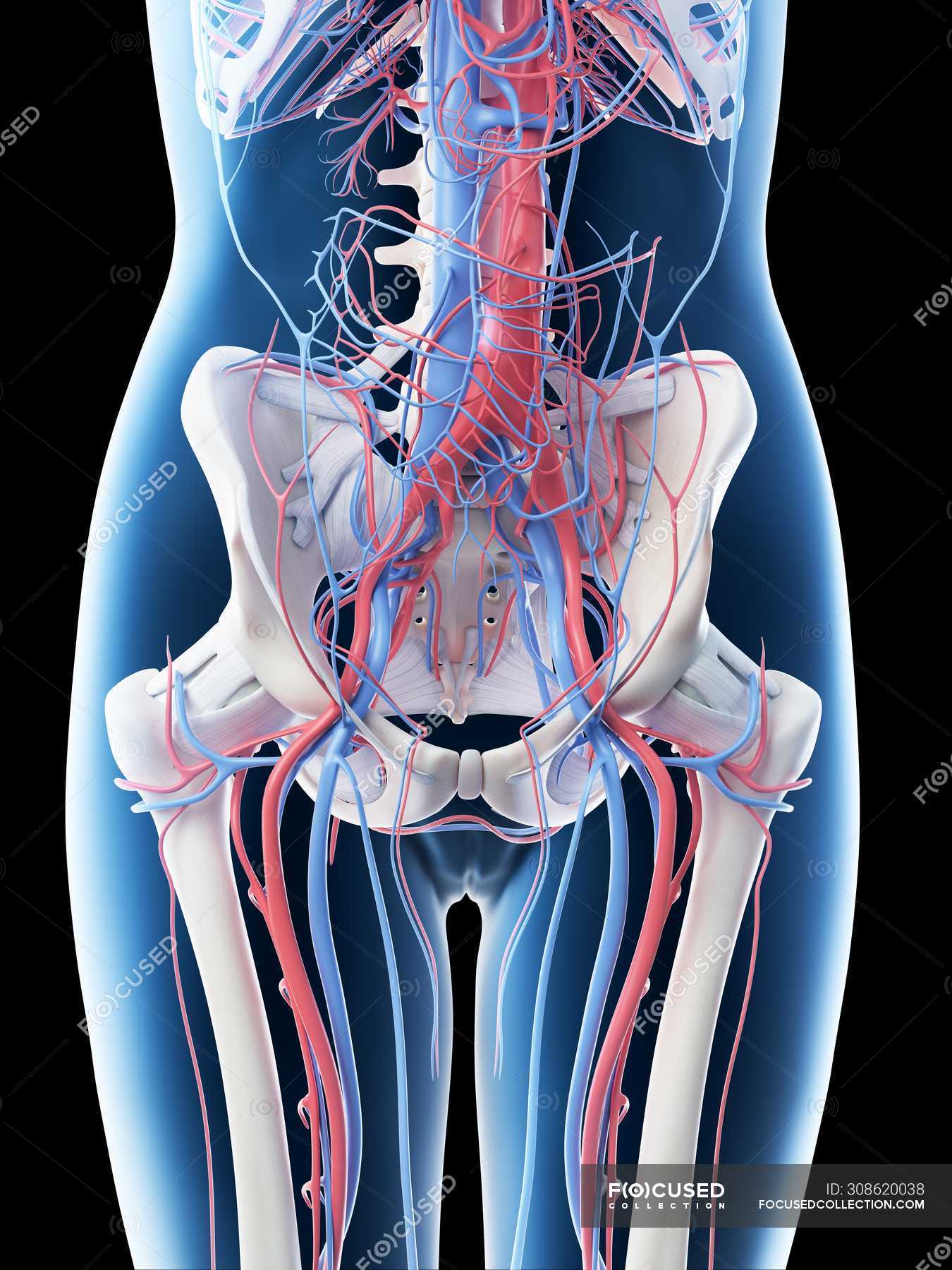 Female abdominal vascular system, computer illustration. — Cardiac ...