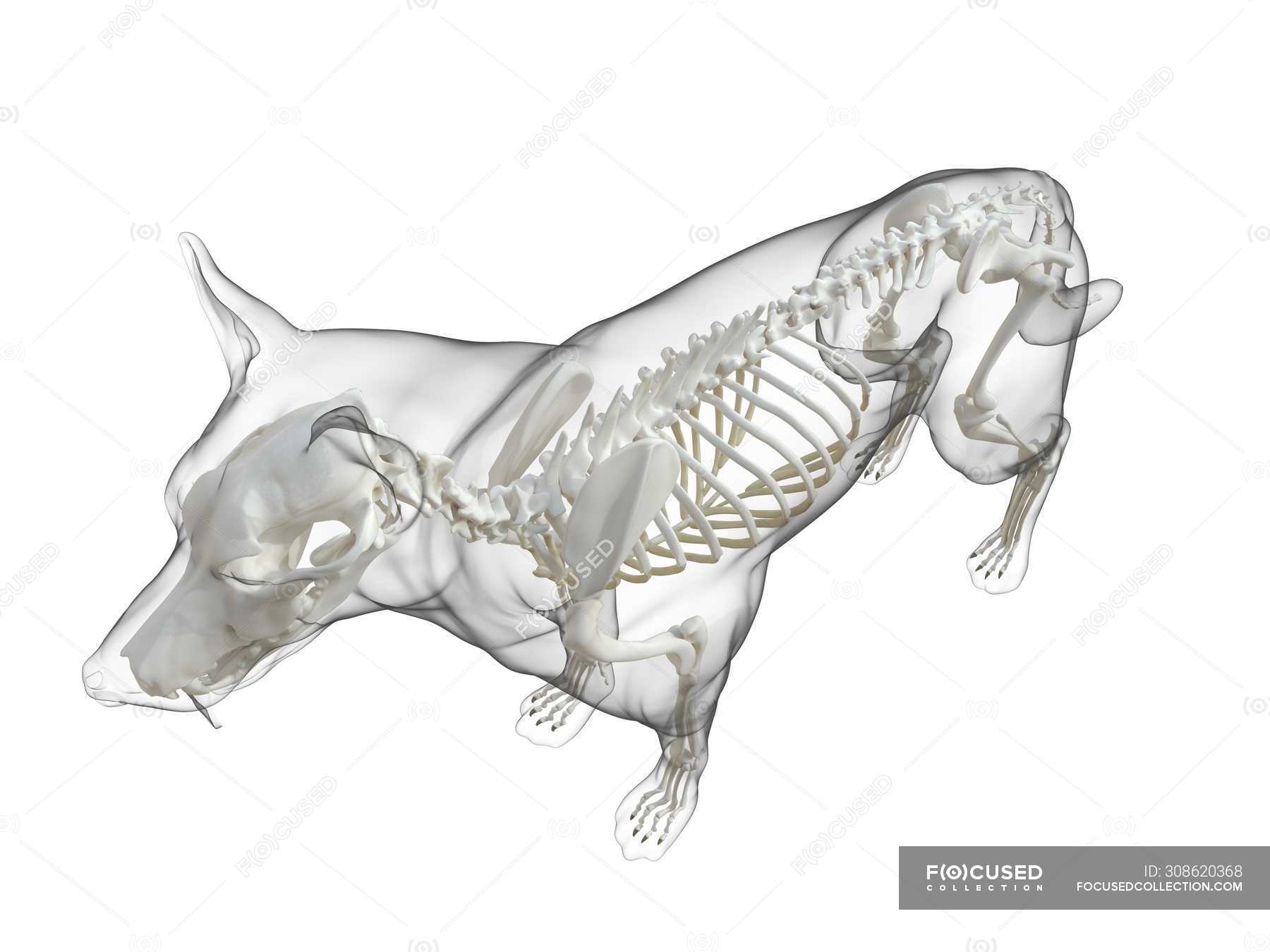 Животные без позвоночника. Скелет собаки вектор. Скелет собаки вид сверху. Рентген скелета собаки. Скелет собаки на белом фоне.