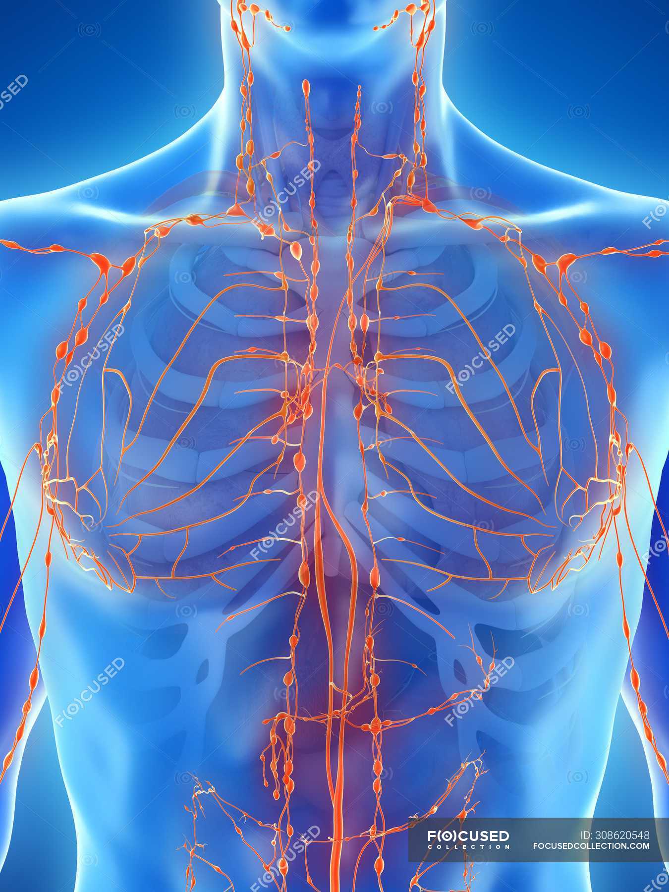 male-thorax-with-lymphatic-system-computer-illustration-immunity