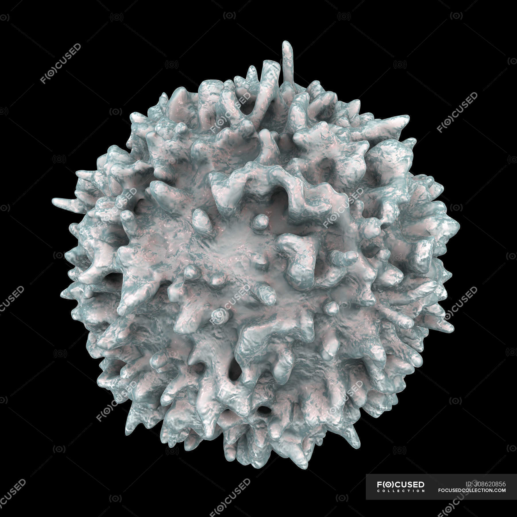 Lymphocyte White Blood Cell In Human Lymphatic System, Digital ...