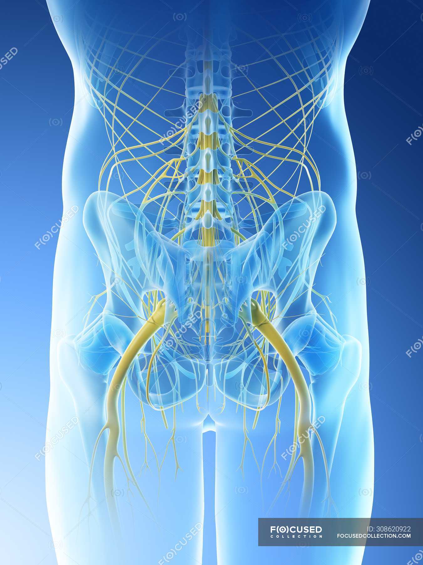 Nerves Of Male Pelvis In Abstract Body Silhouette, Digital Illustration 