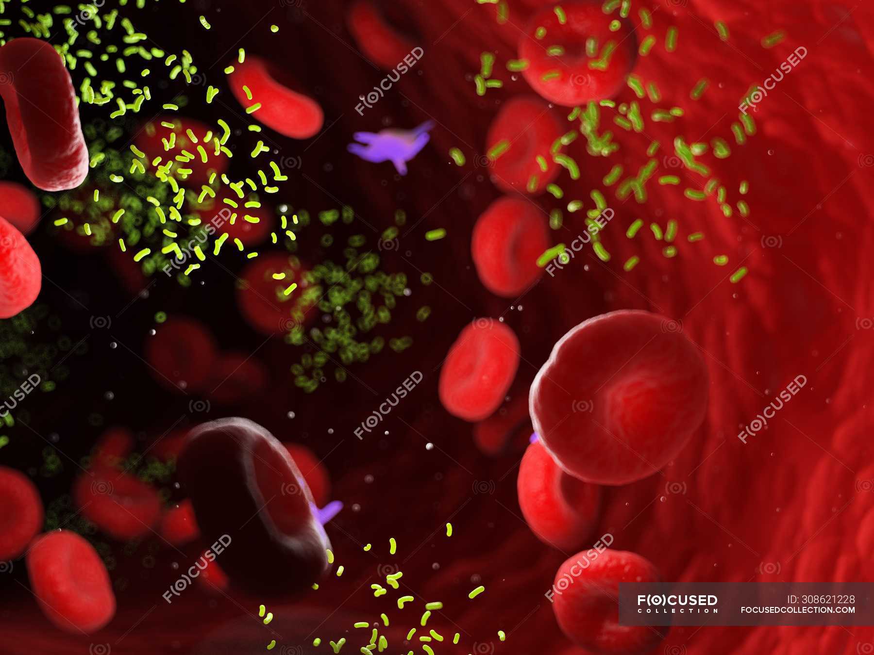 Bacteria Amidst Blood Cells In Blood Vessel Digital Illustration   Focused 308621228 Stock Photo Bacteria Amidst Blood Cells Blood 