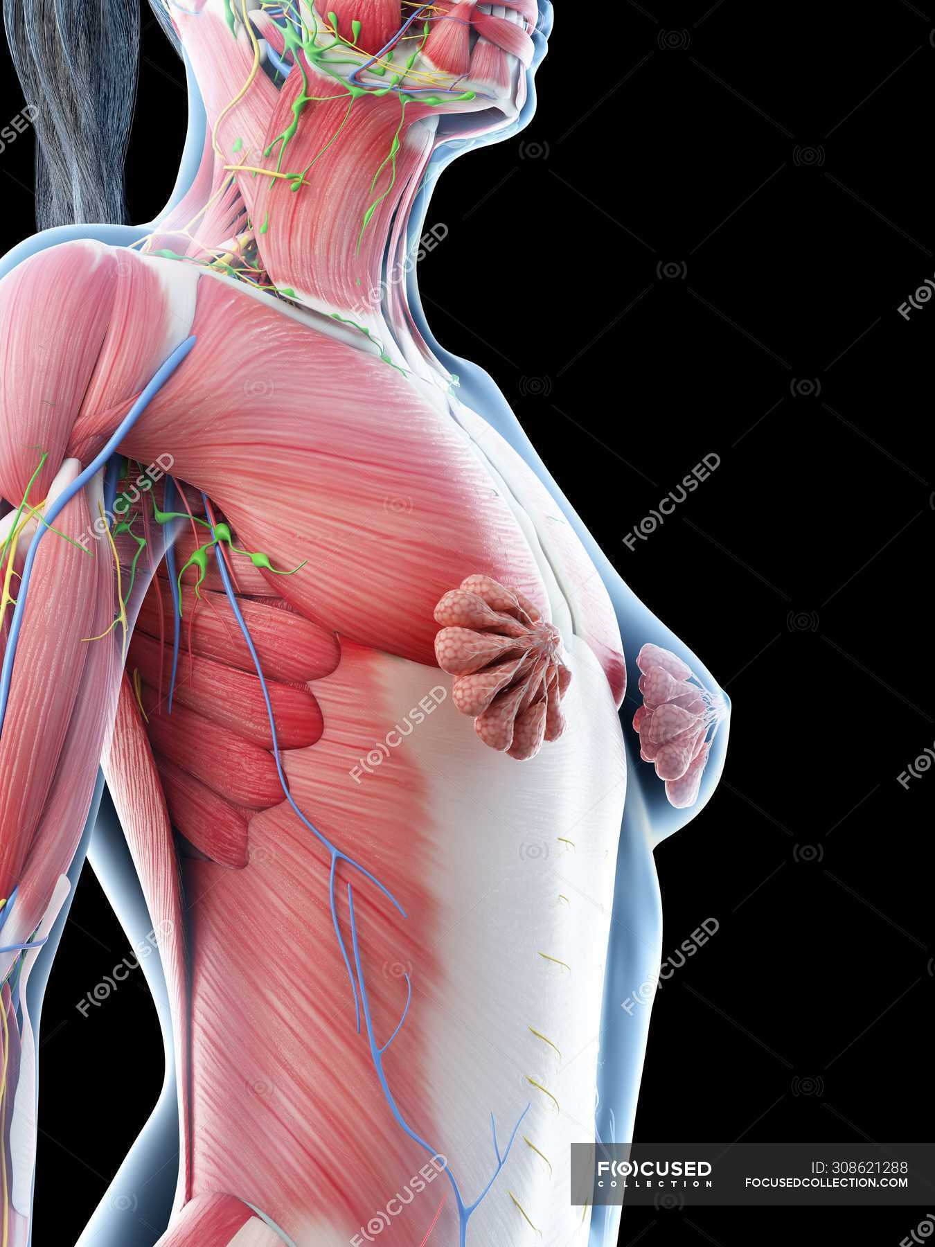 Female Upper Body Diagram - Muscles Of The Neck And Torso Classic Human