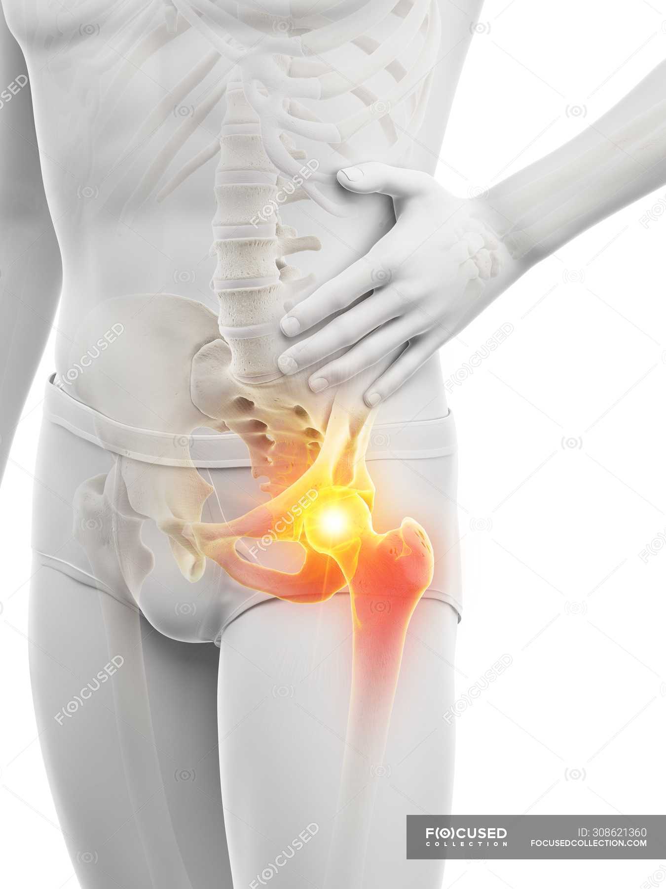 Male hip bone anatomy Royalty Free Vector Image