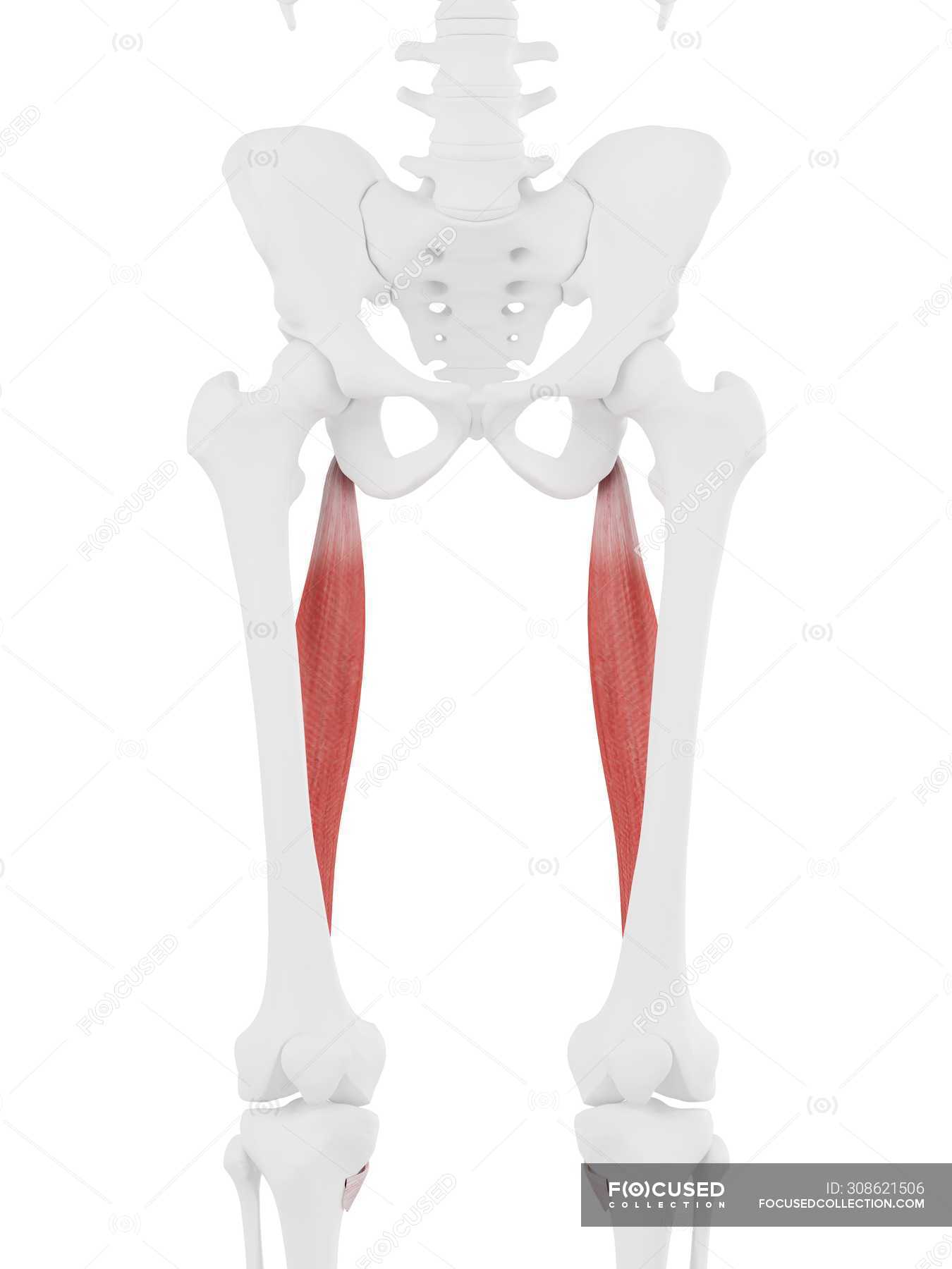 Human skeleton with red colored Semitendinosus muscle, digital ...