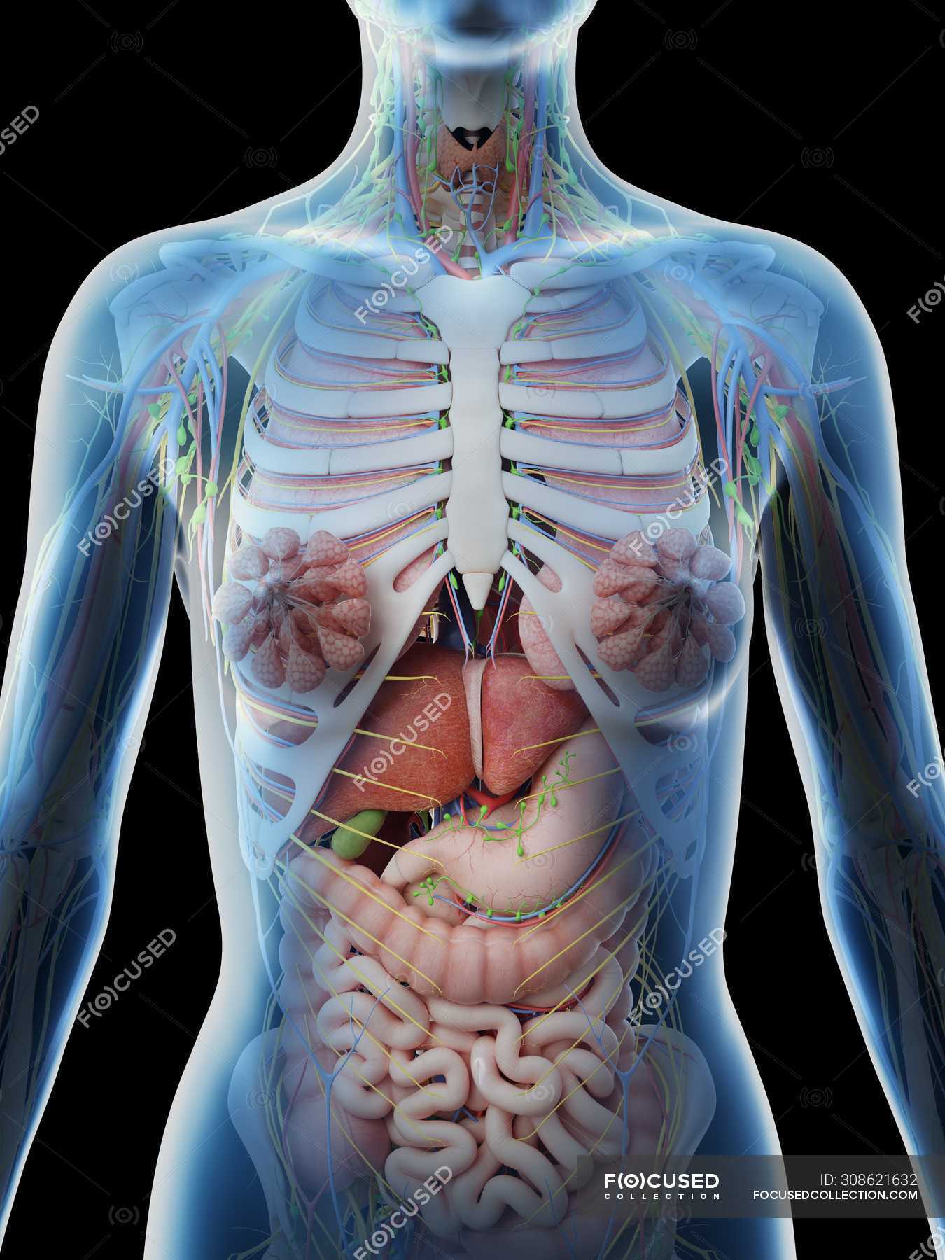 Female Upper Body Anatomy And Internal Organs Computer Illustration Mammary Glands Healthy Stock Photo