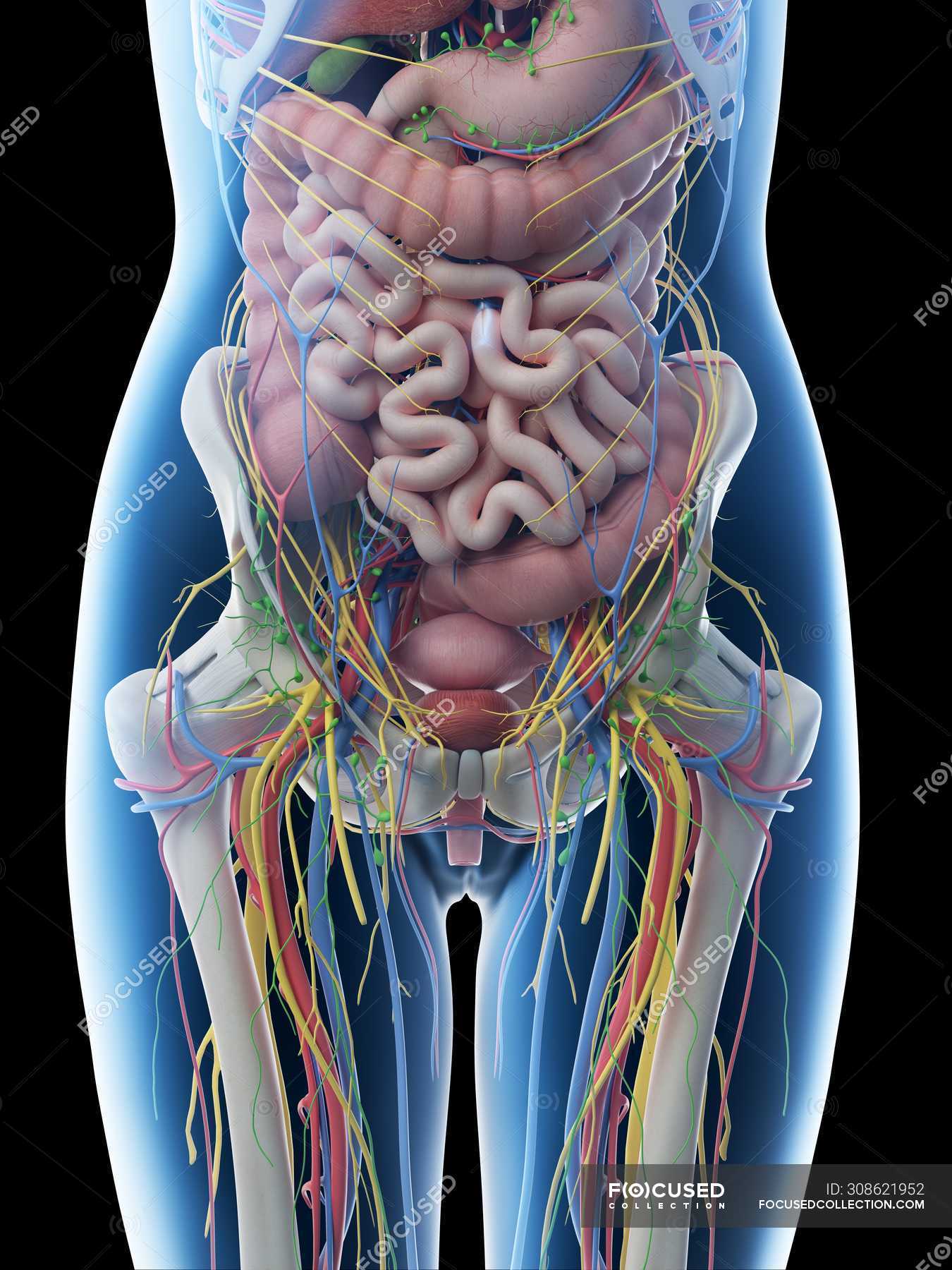 Illustration Of Womans Internal Organs Female Reproductive System