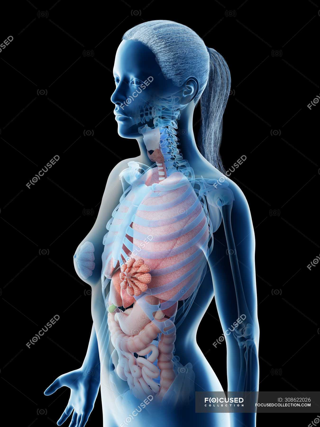 Human body model showing female anatomy with internal organs, digital