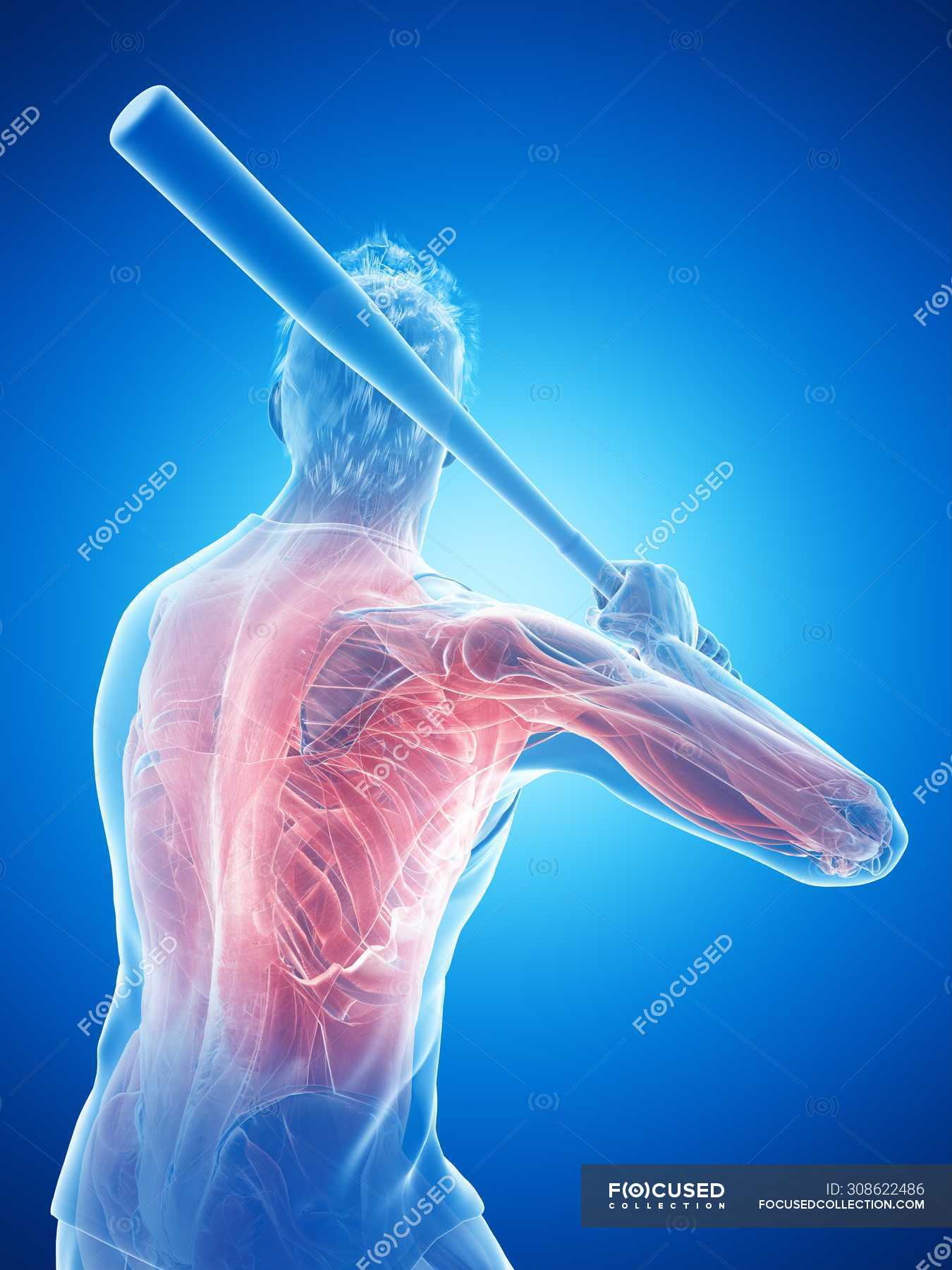 Male baseball player muscles while holding bat, computer illustration