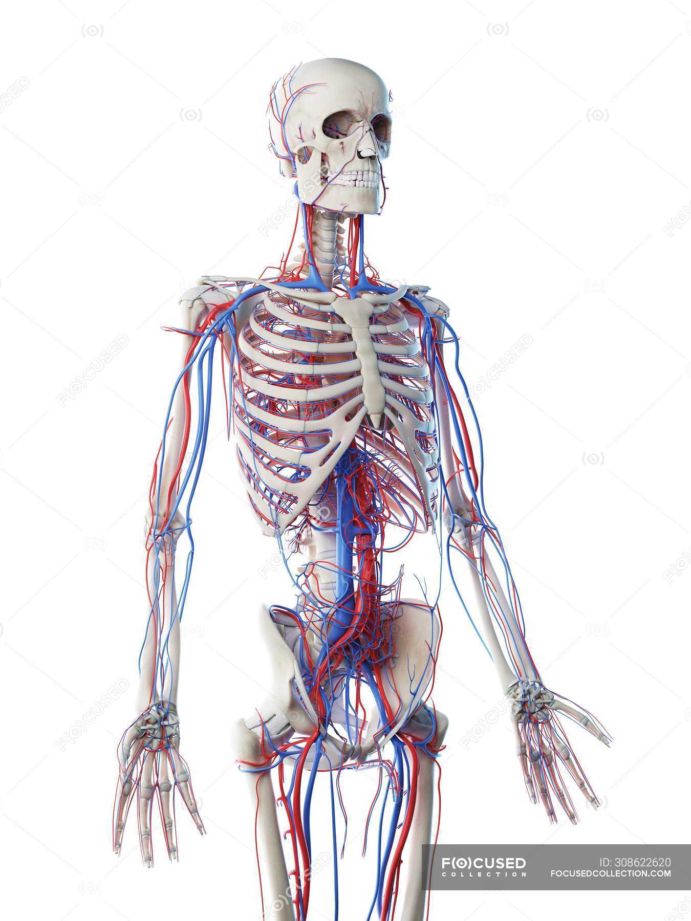 Male Anatomy Showing Skeleton And Vascular System Computer Illustration Aorta Artwork Stock Photo 308622620