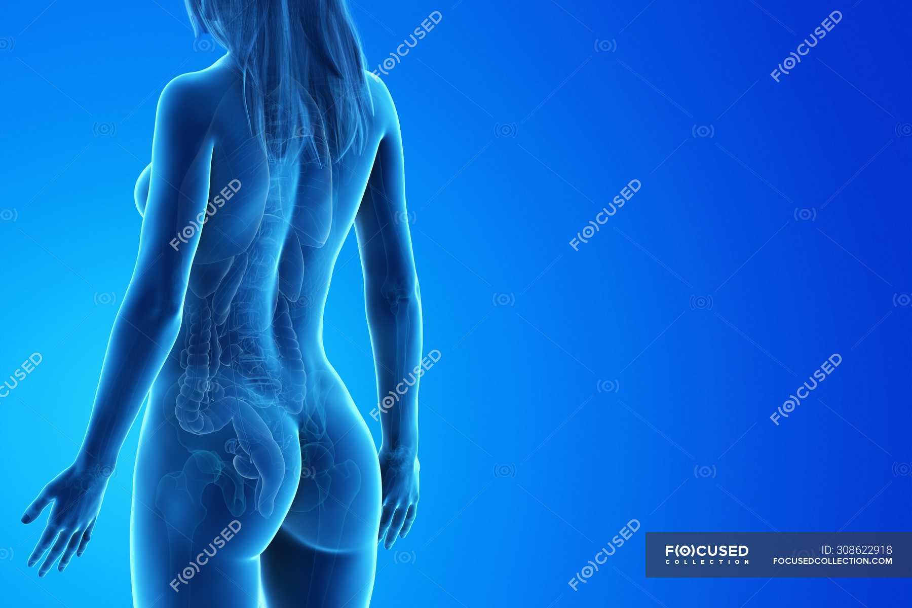 Human Body Model Showing Female Anatomy With Internal Organs In Rear View Digital 3d Render Illustration Large Intestine Human Anatomy Stock Photo 308622918
