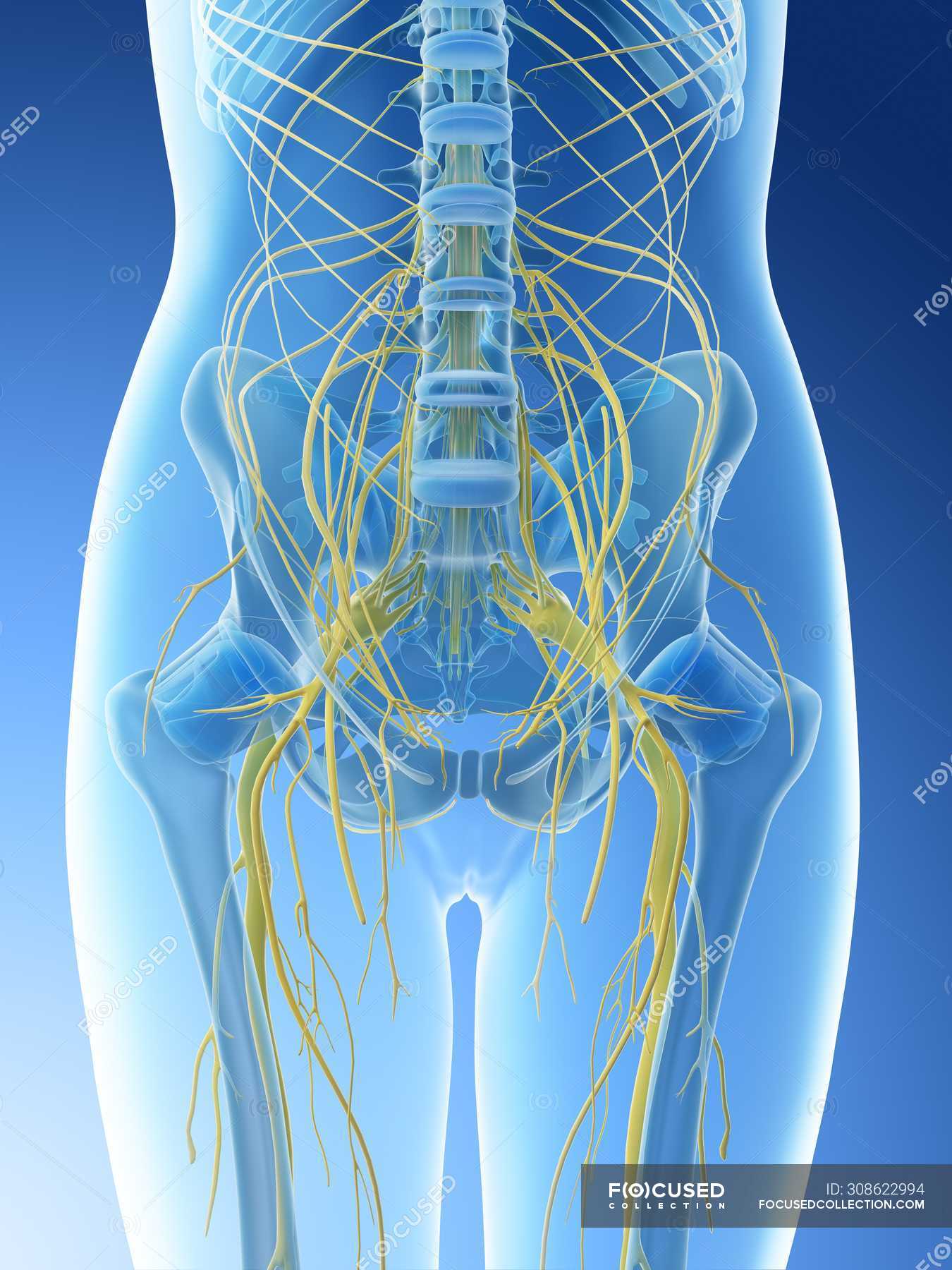 Lumbar nerves in abstract female silhouette, computer illustration ...