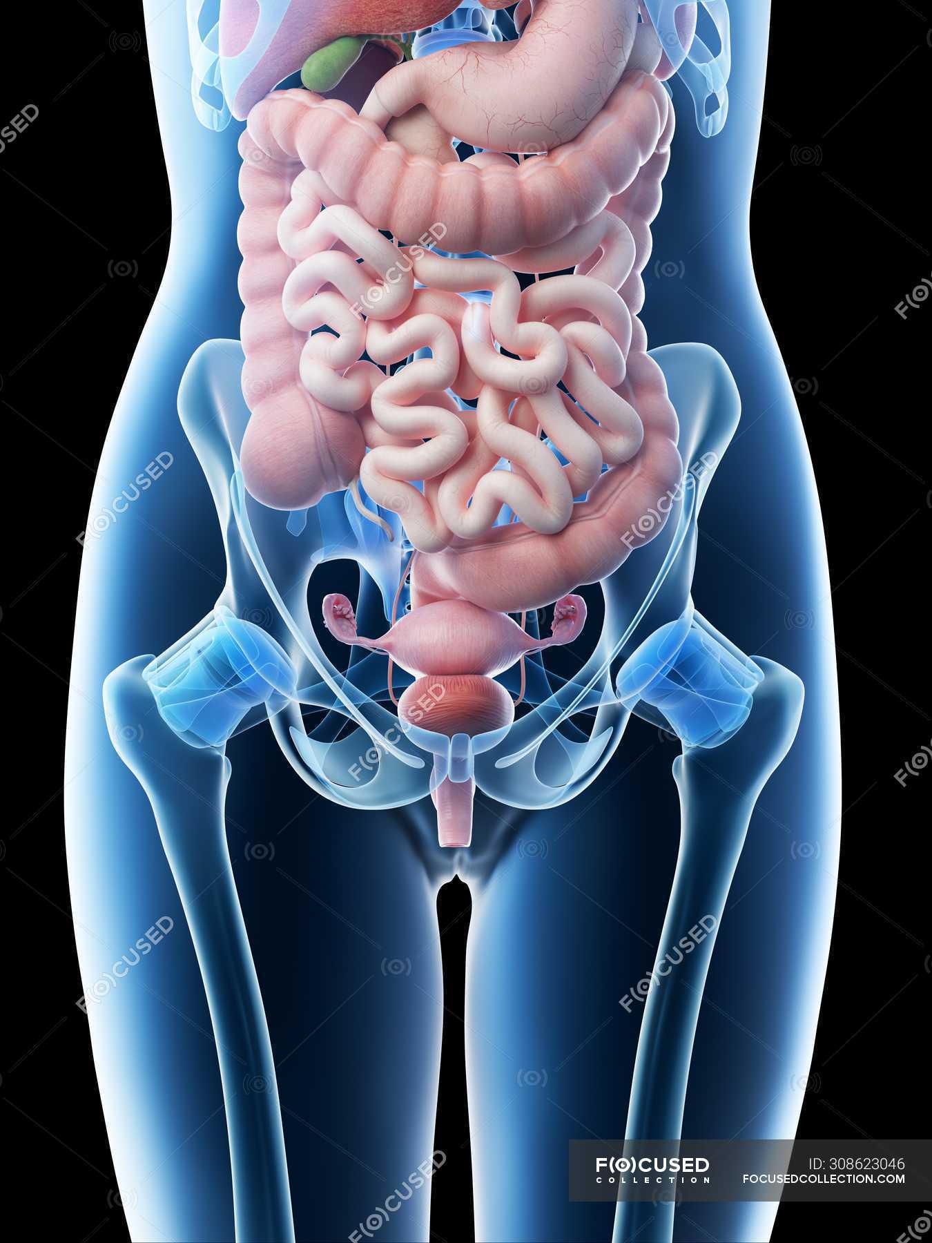 Female abdominal organs, midsection, digital illustration. — biological