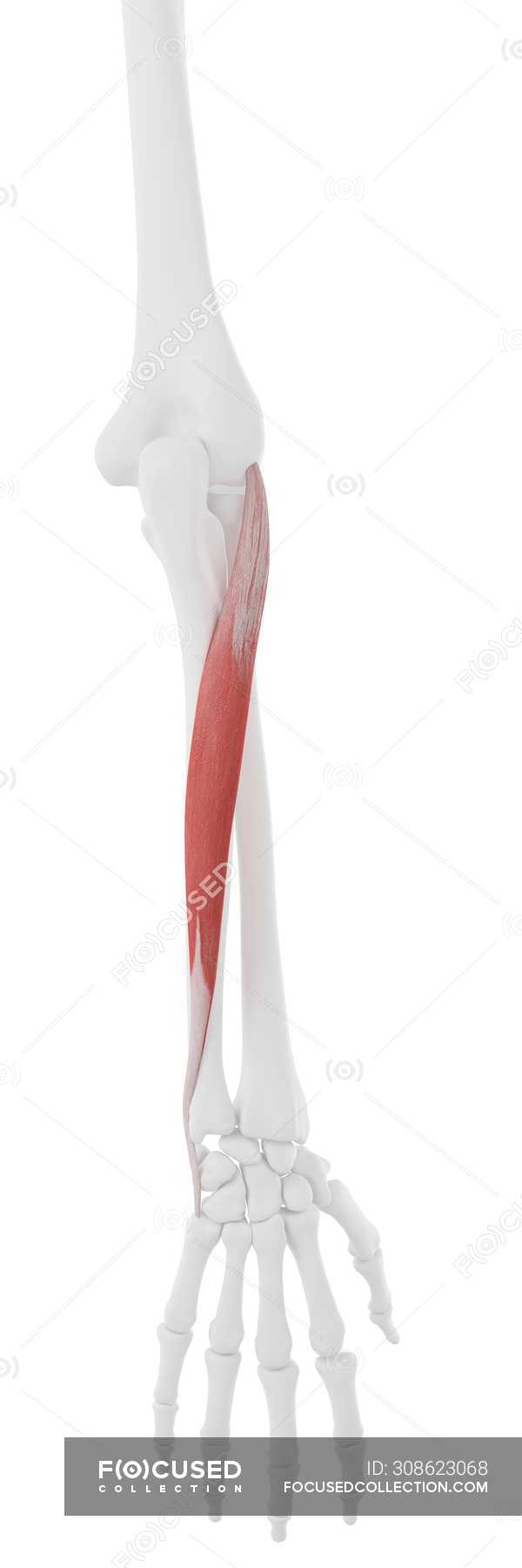 Human skeleton model with detailed Extensor carpi ulnaris muscle ...