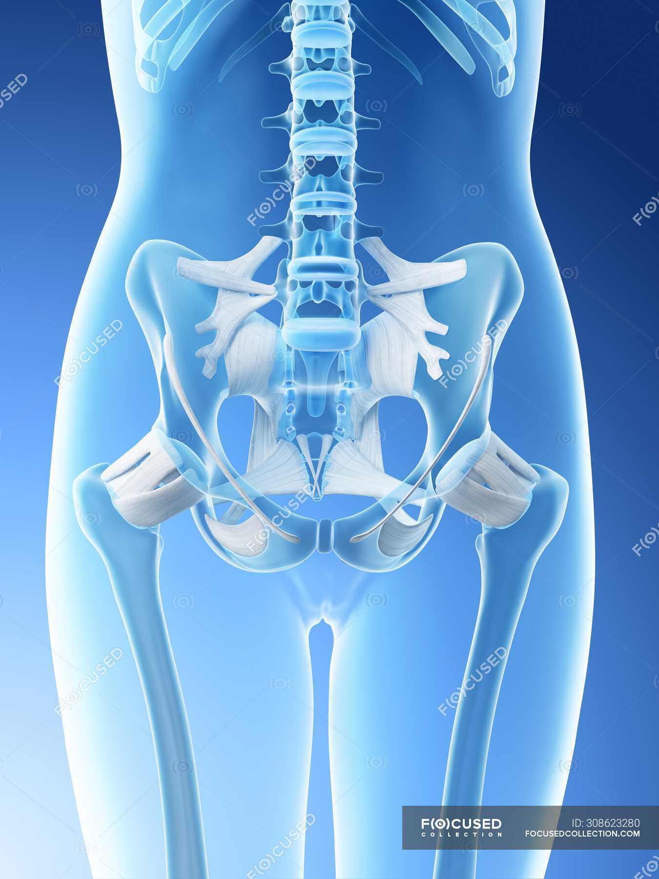 Female pelvis anatomy and skeletal system, computer illustration ...