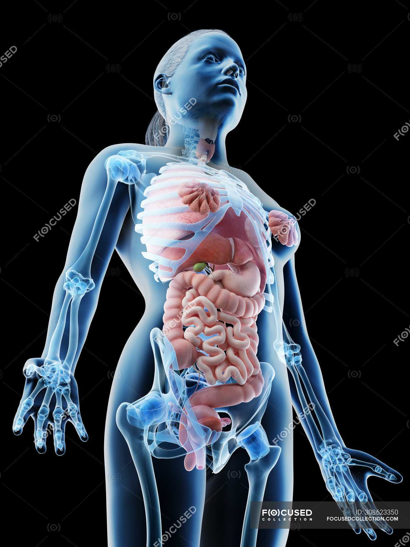 human anatomy woman organs