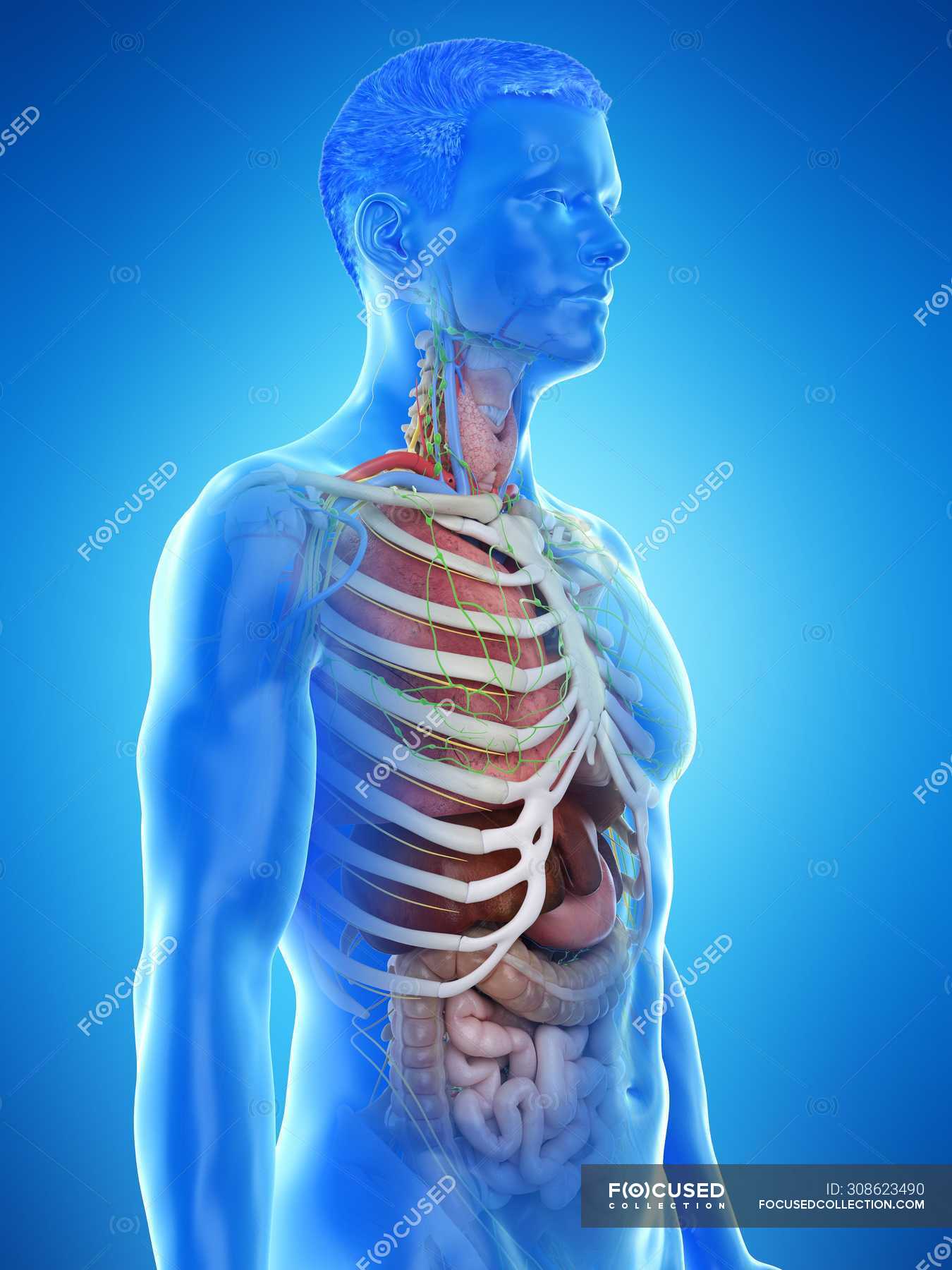 Realistic human body model showing male anatomy with internal organs