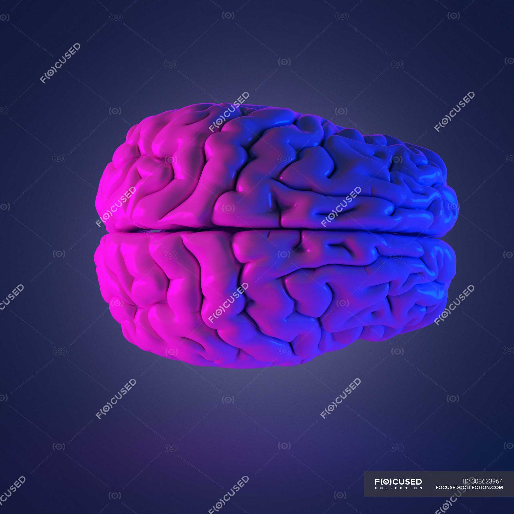 Реферат: Головной мозг человека